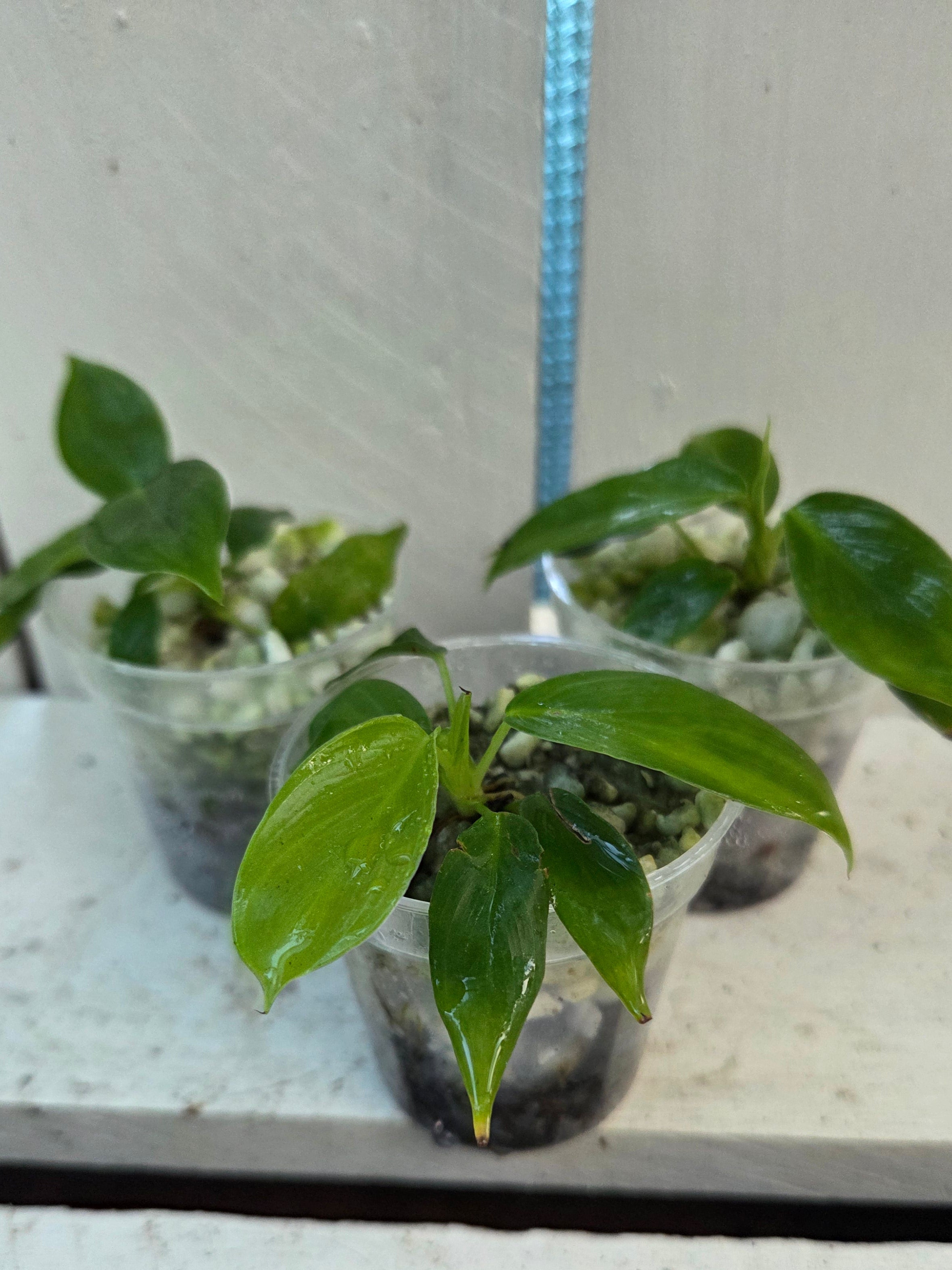 philodendron patriciae australia Philodendron Patriciae plantlets- fully acclimatised – Green Thumb Plants