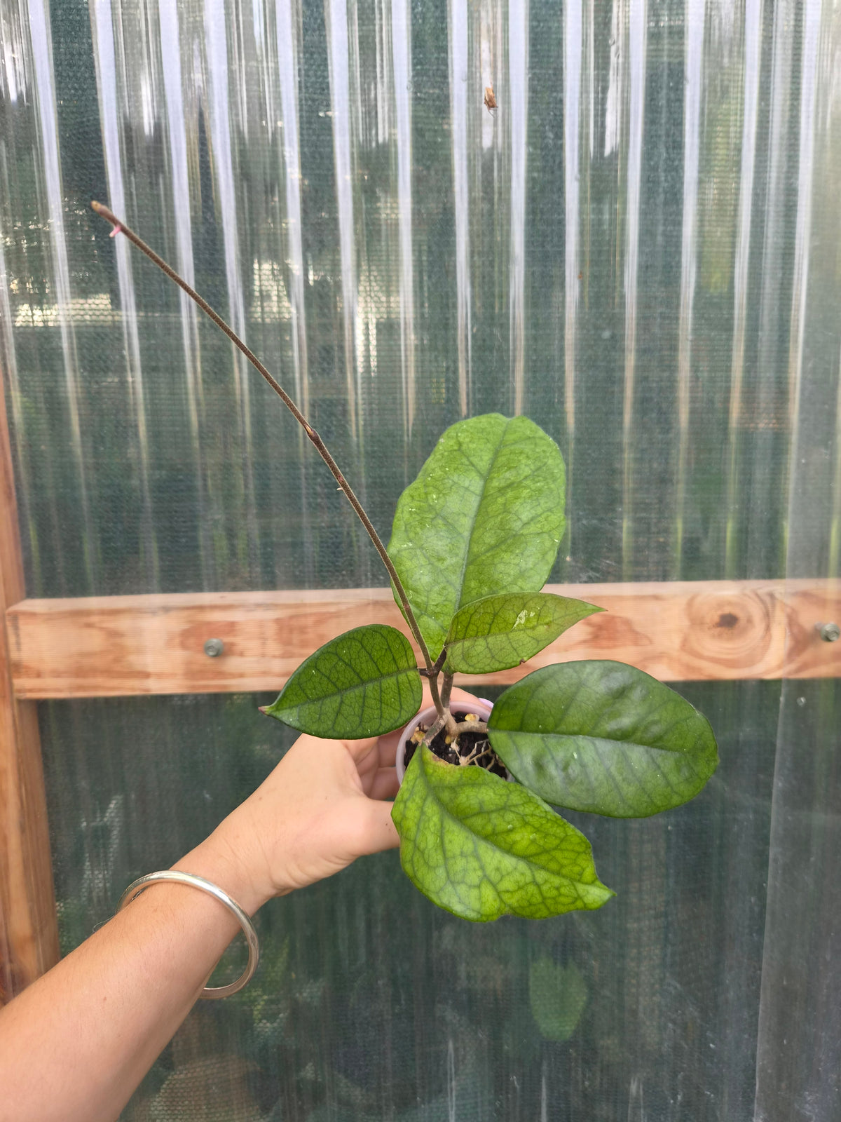 Hoya Fungii veiny leaf pet friendly indoor plant | Green Thumb Plants
