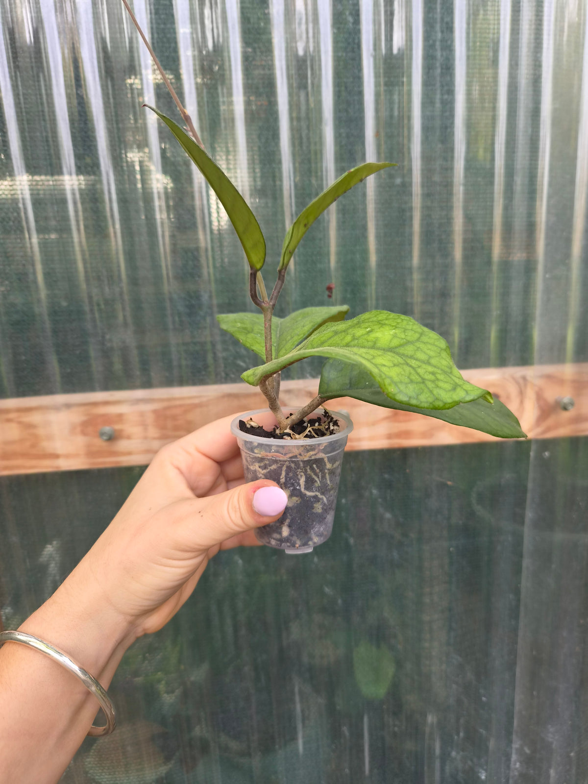 Hoya Fungii veiny leaf pet friendly indoor plant | Green Thumb Plants