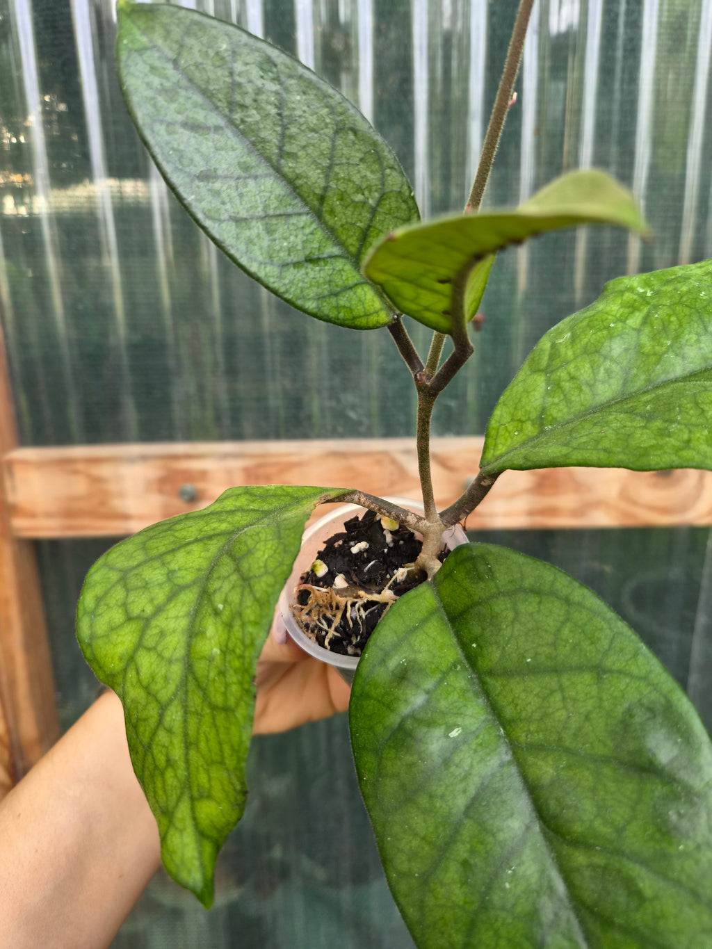 Hoya Fungii veiny leaf pet friendly indoor plant | Green Thumb Plants