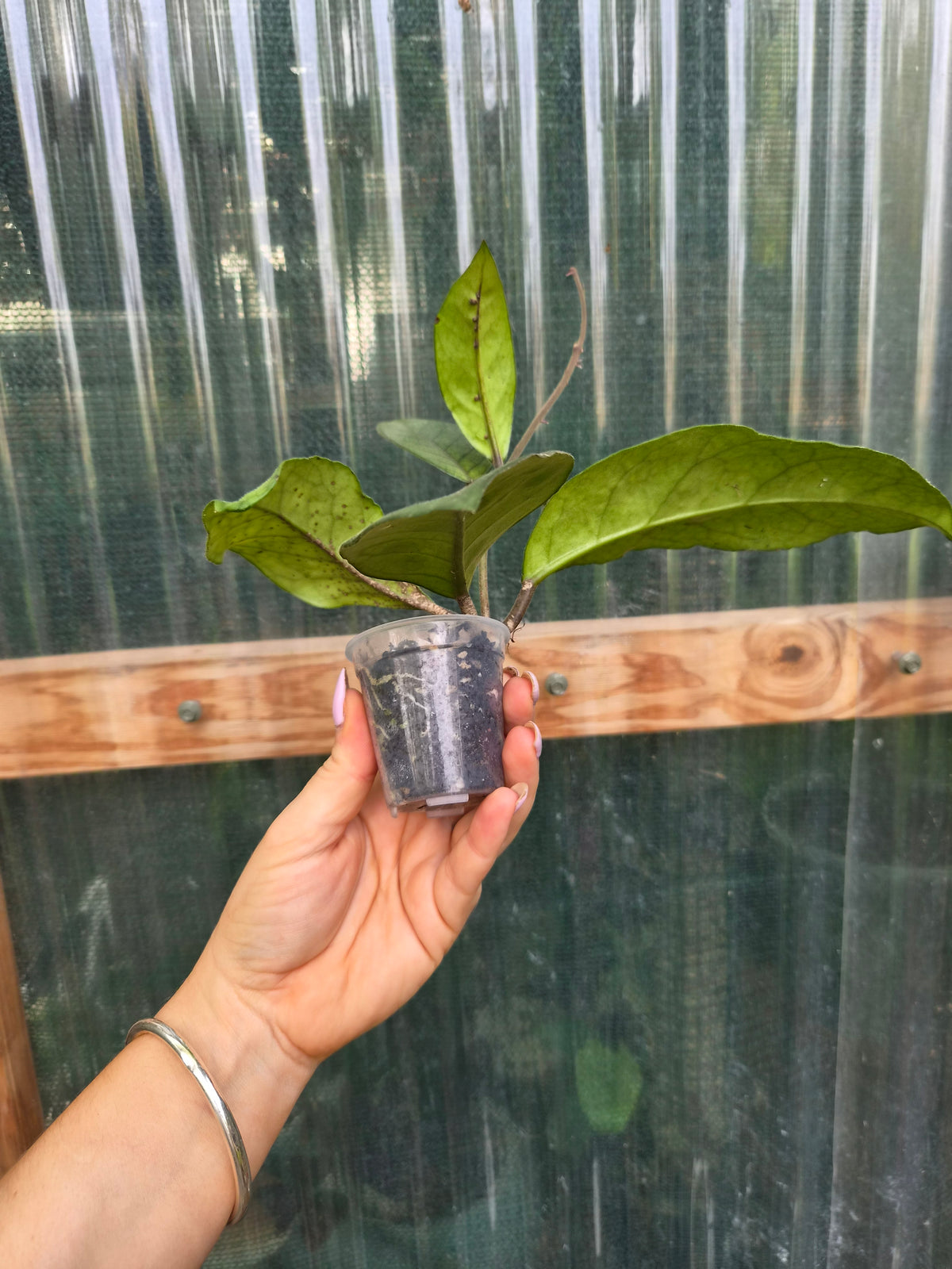 Hoya Fungii veiny leaf pet friendly indoor plant | Green Thumb Plants