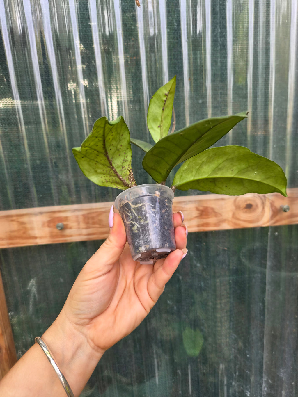 Hoya Fungii veiny leaf pet friendly indoor plant | Green Thumb Plants