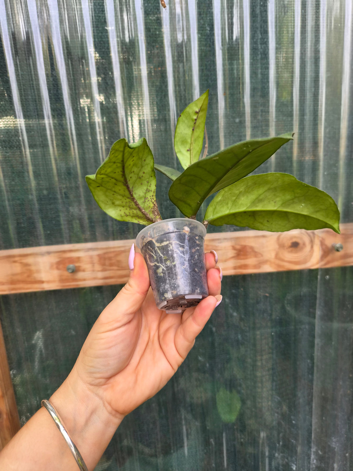 Hoya Fungii veiny leaf pet friendly indoor plant | Green Thumb Plants