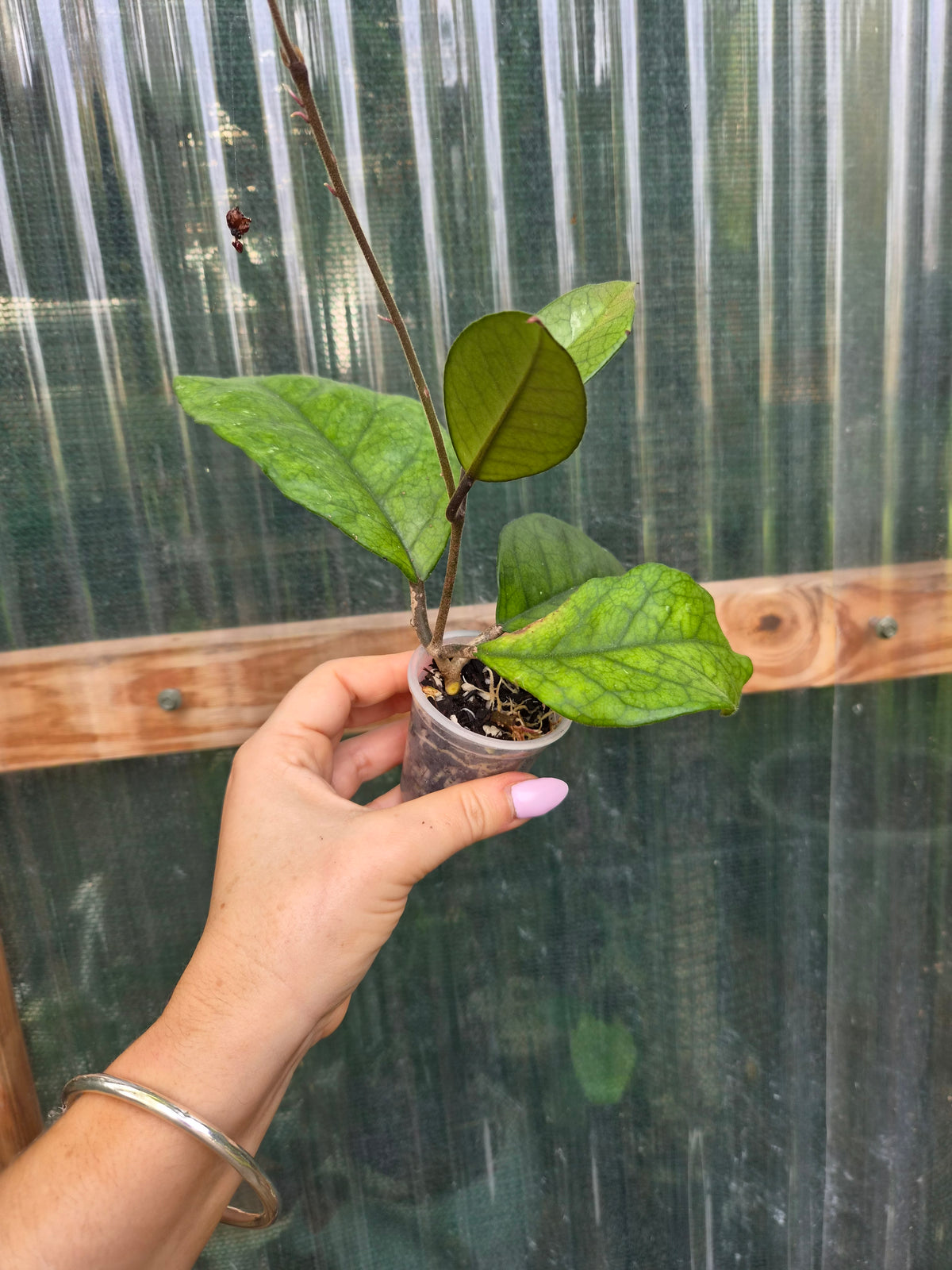 Hoya Fungii veiny leaf pet friendly indoor plant | Green Thumb Plants