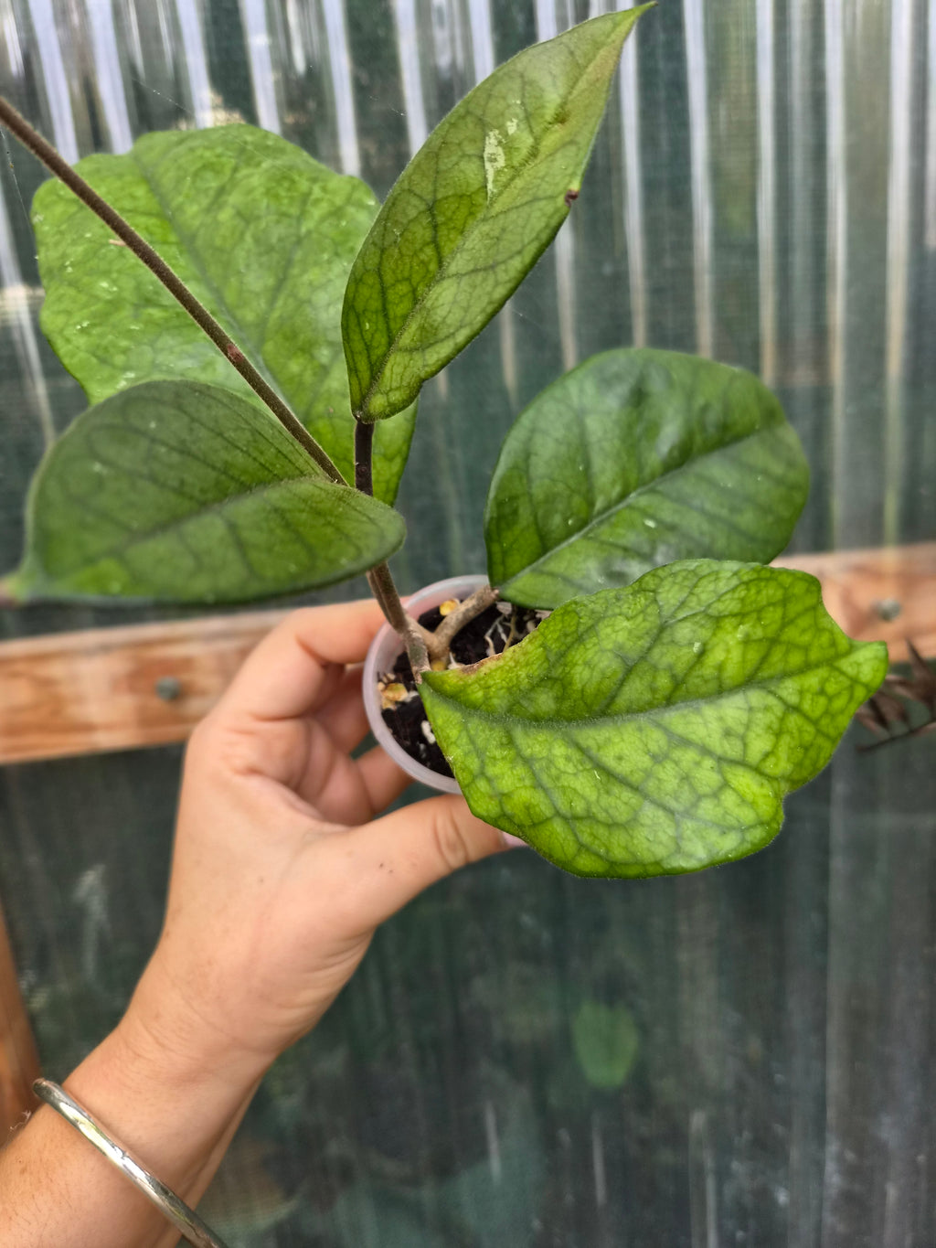 Hoya Fungii veiny leaf pet friendly indoor plant | Green Thumb Plants