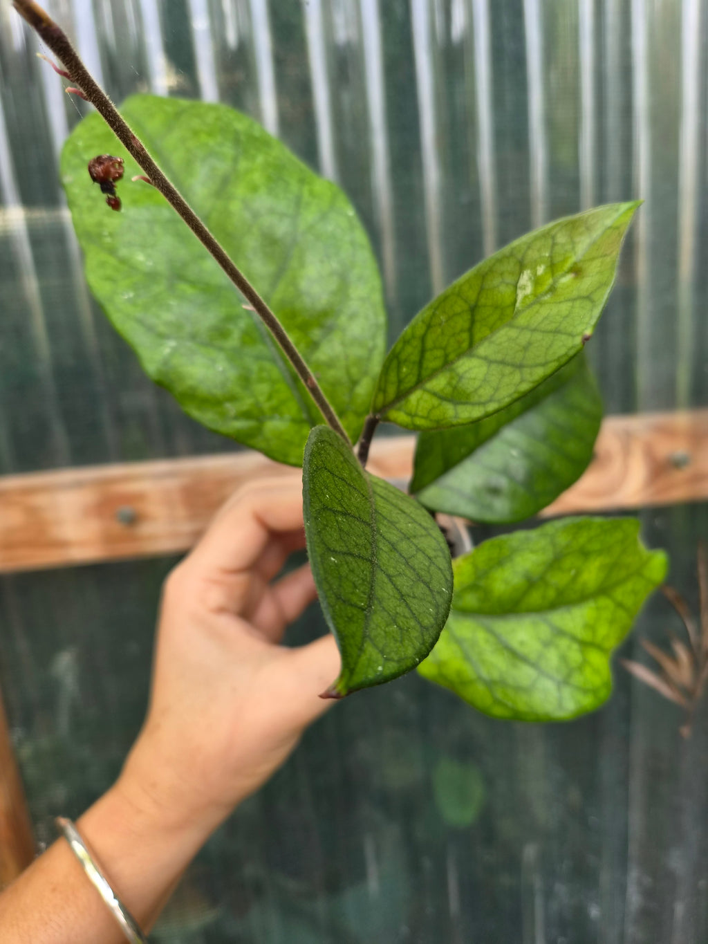 Hoya Fungii veiny leaf pet friendly indoor plant | Green Thumb Plants