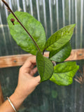 Hoya Fungii veiny leaf pet friendly indoor plant | Green Thumb Plants