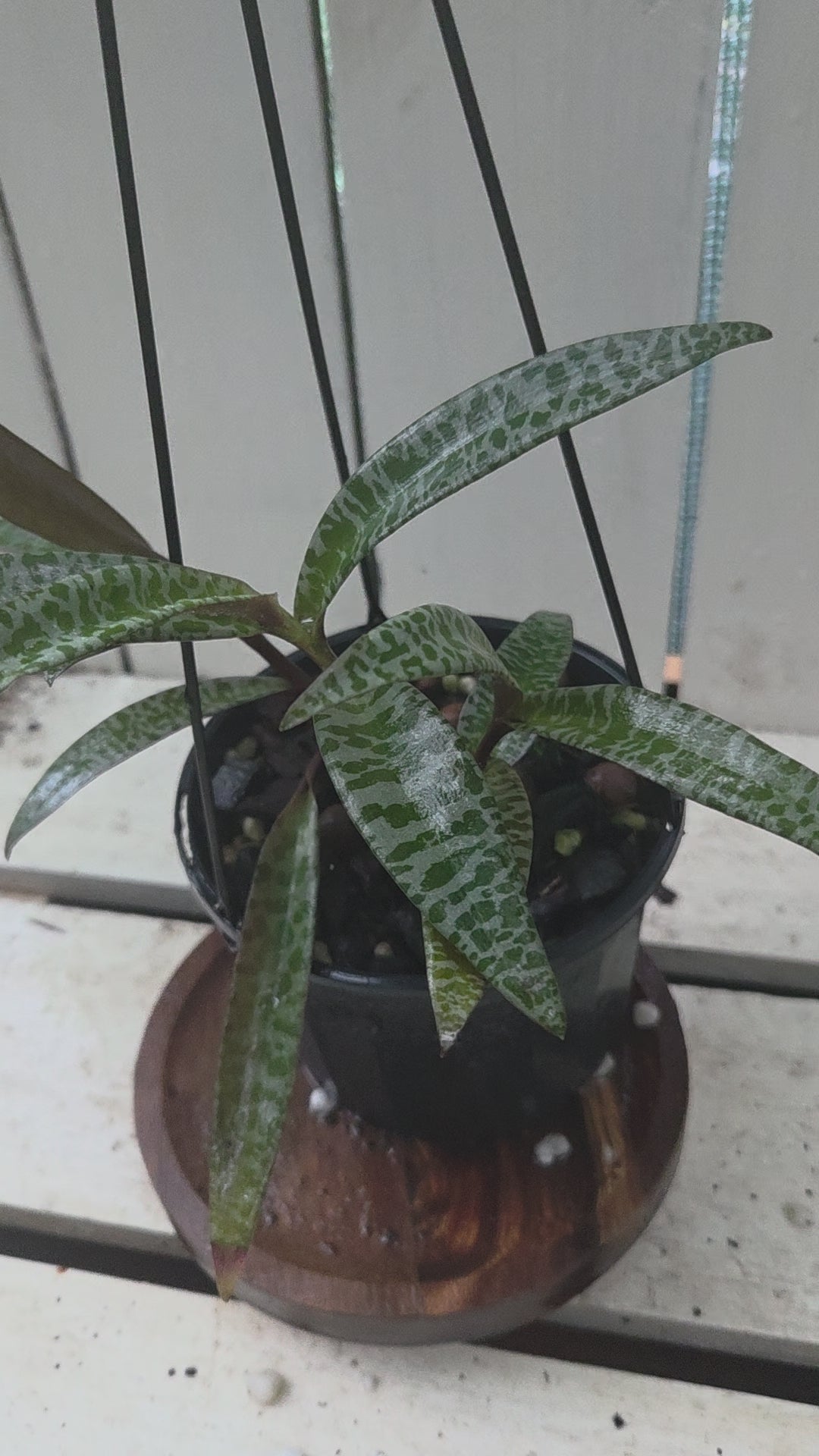 Ledebouria socialis aka Silver Squill