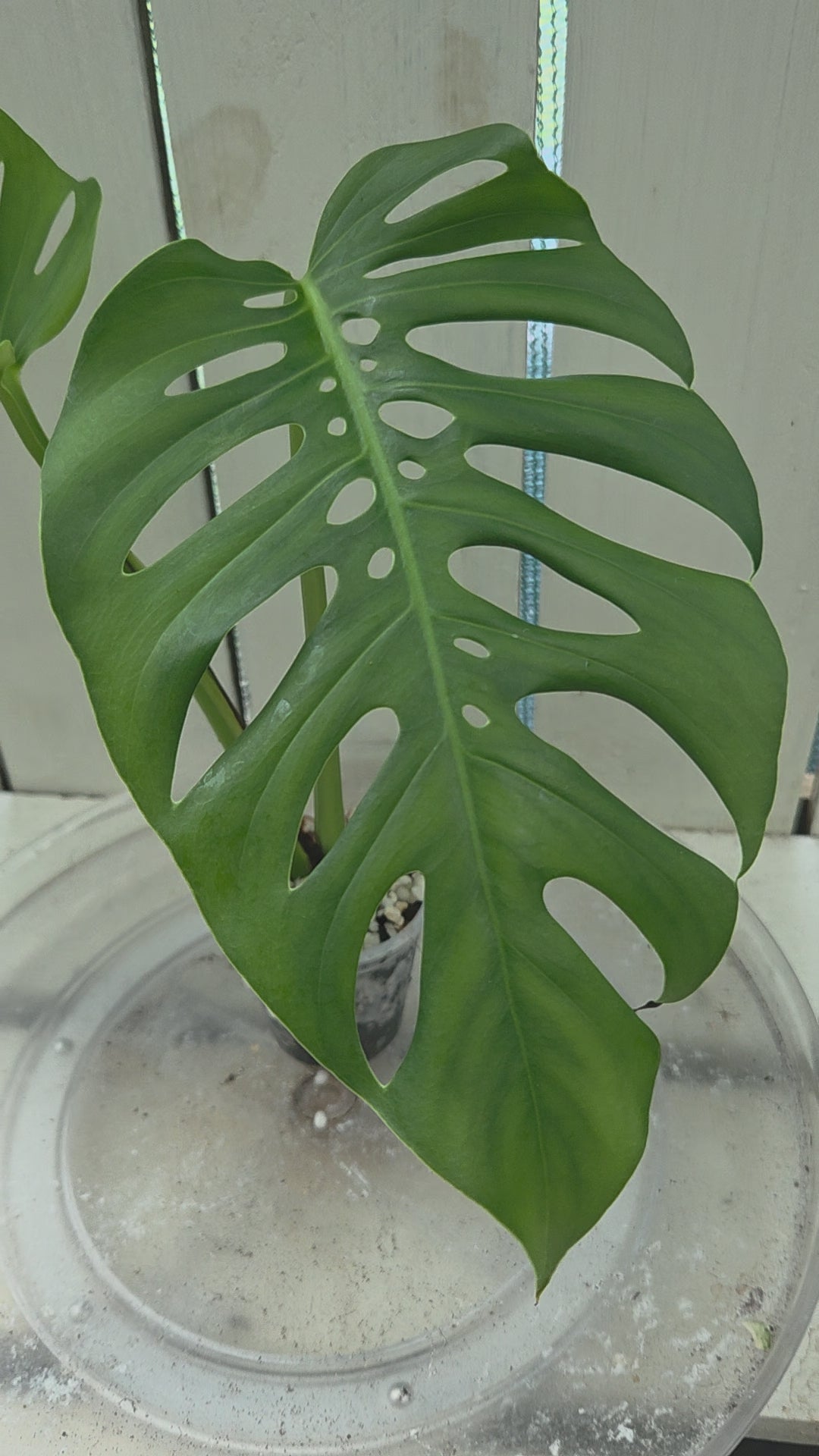 Monstera Uno if Uno you know