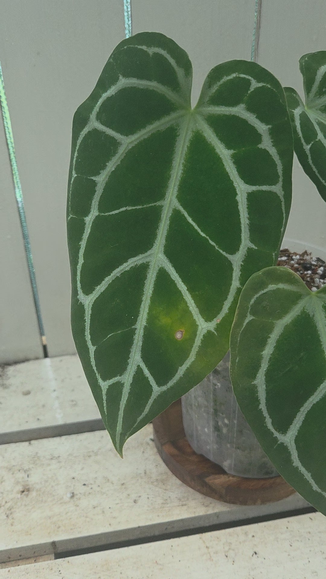 Anthurium Dark Crystallinum 145mm pot RARE - imperfections ✨️