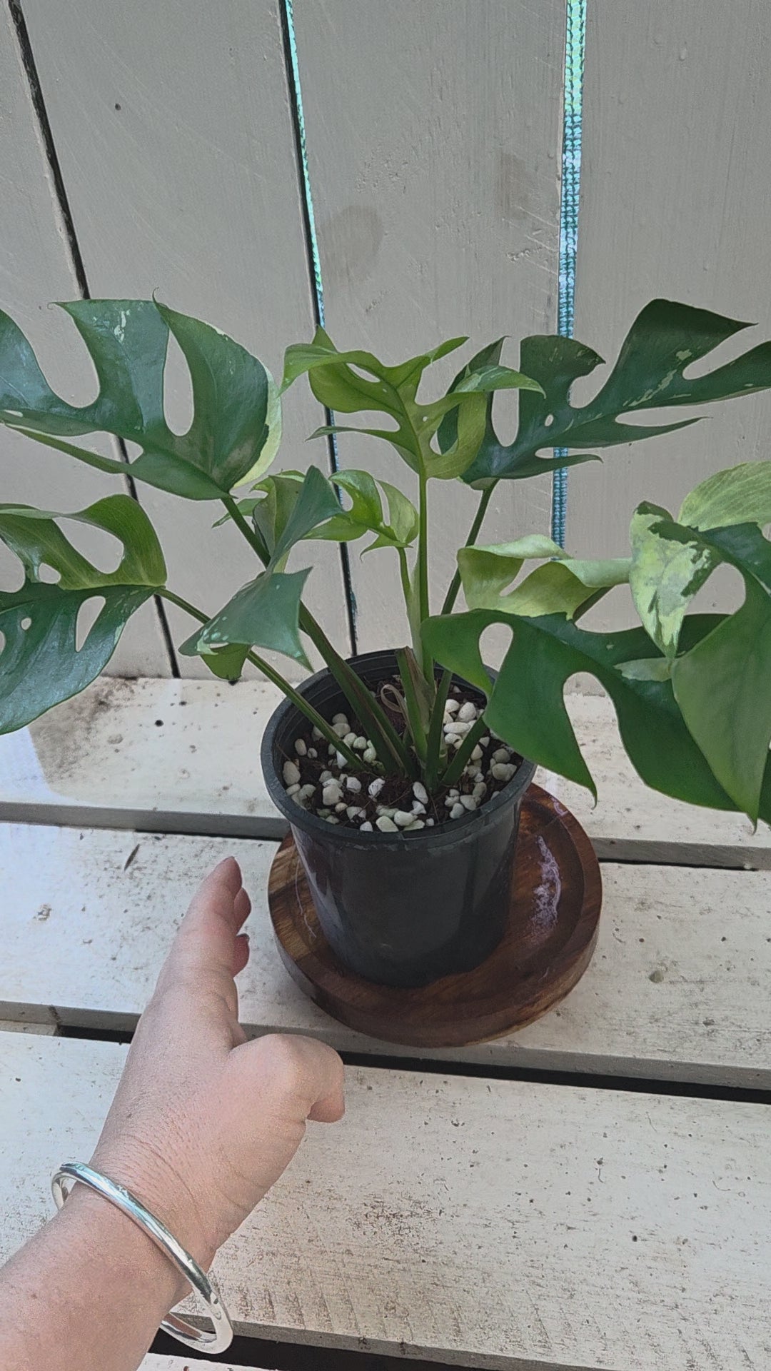Rhaphidophora Tetrasperma Variegata aka Variegated mini Monstera rare indoor plant
