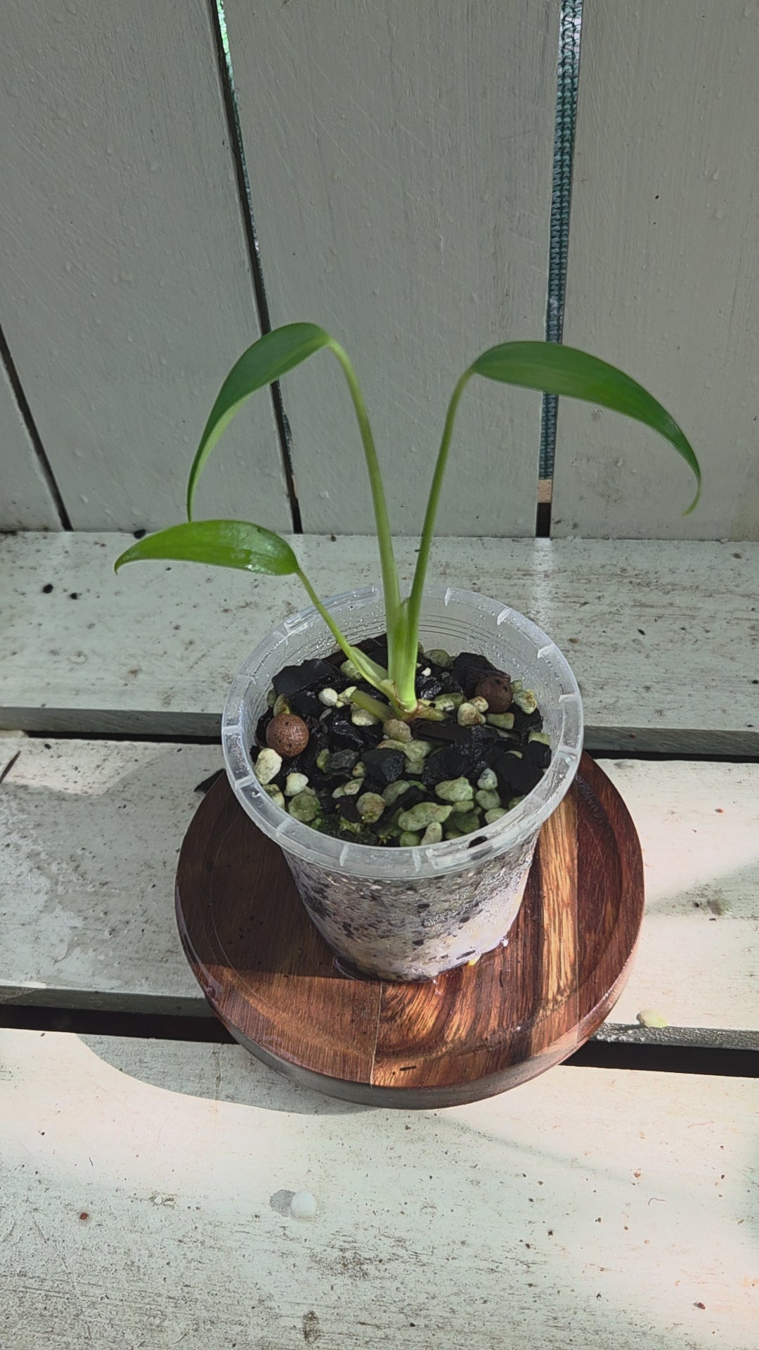 Monstera Burle Marx Flame RARE indoor plant! COLLECTORS ITEM