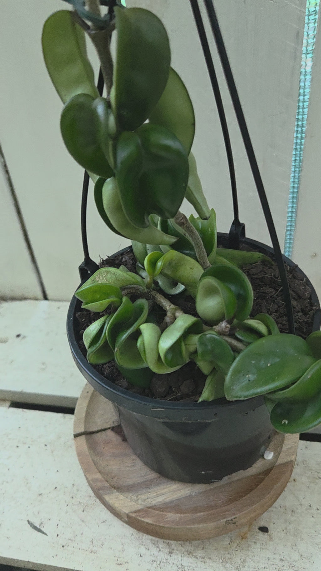 Hoya compacta 'Indian Rope hoya'