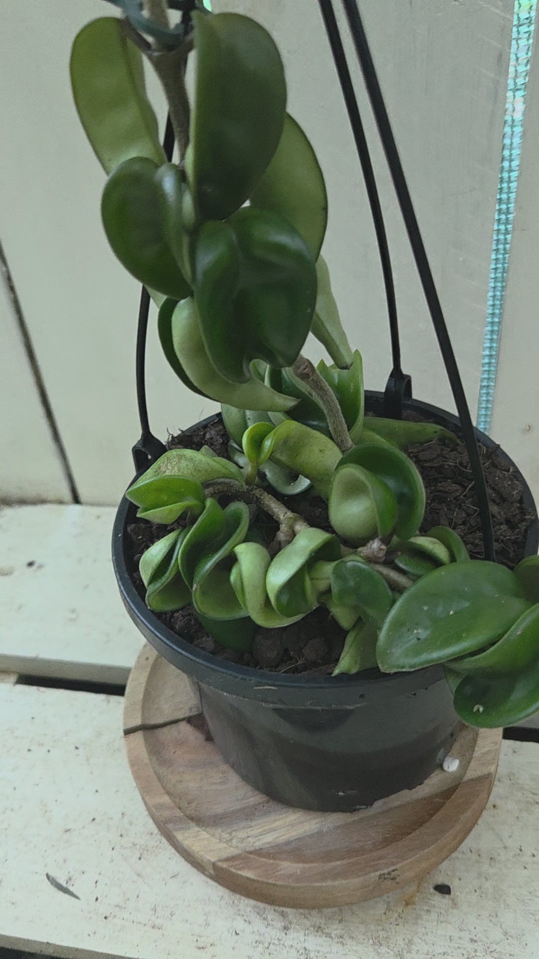 Hoya compacta 'Indian Rope hoya'
