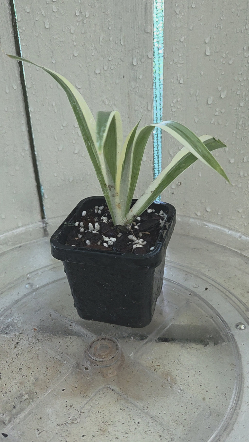 Iris Japonica Variegata 'Walking Iris' Baby Botanics
