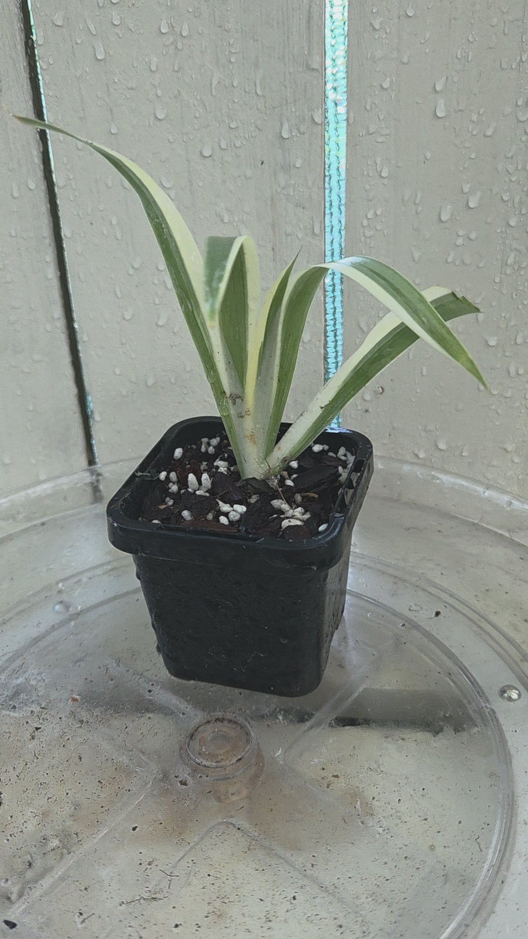 Iris Japonica Variegata 'Walking Iris' Baby Botanics