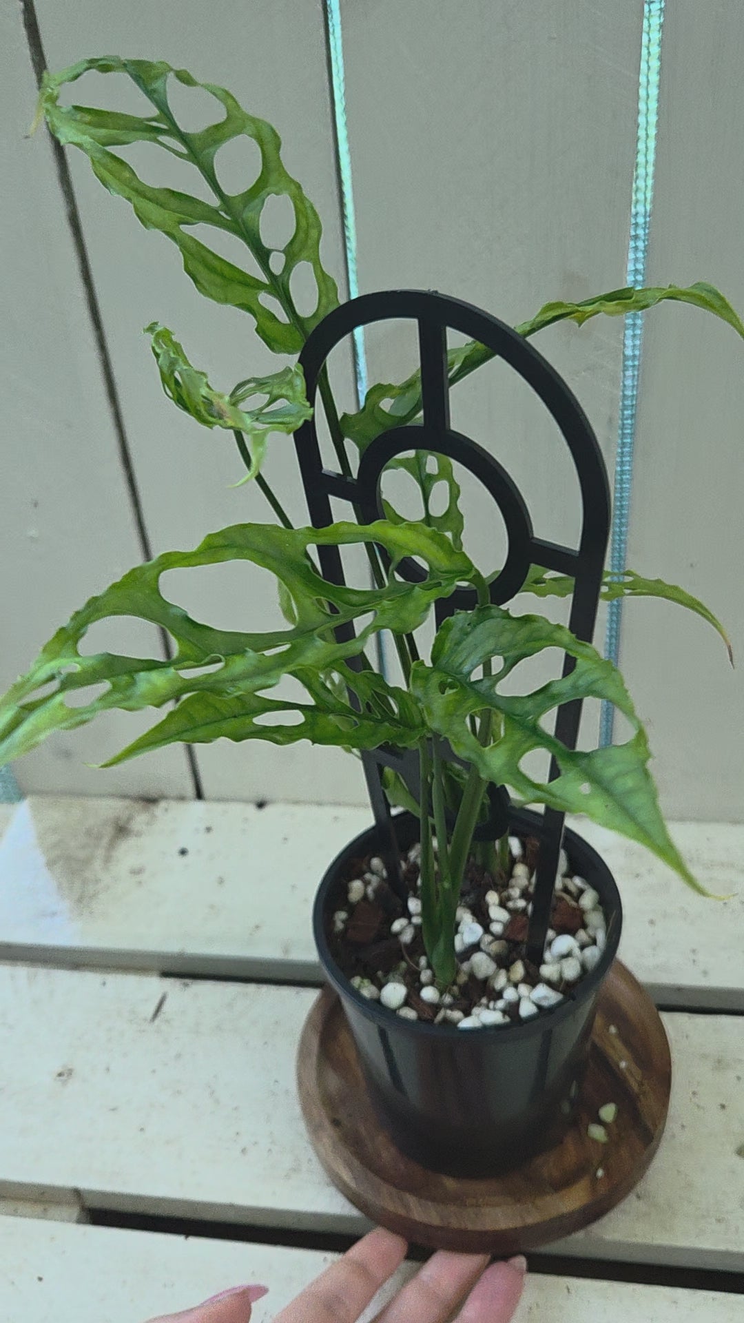 Monstera Obliqua Peru rare indoor plant