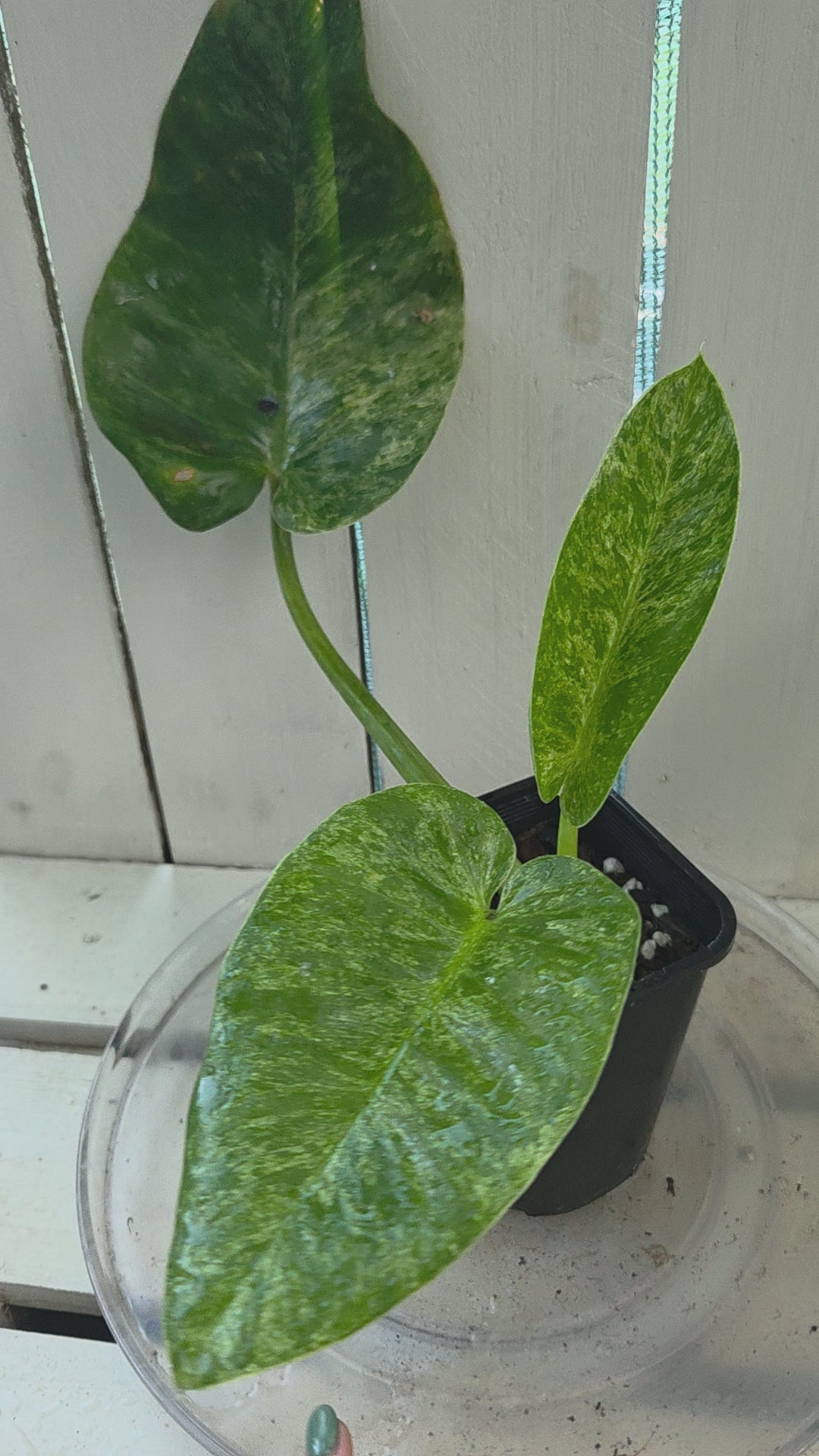 Philodendron blizzard giganteum Rare Variegated plant