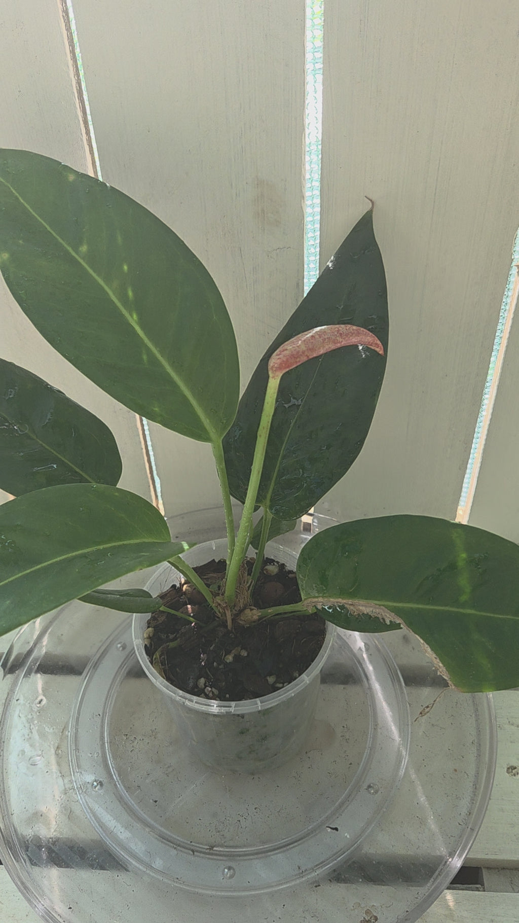 Anthurium Scherzerianum 'Rothschildianum'