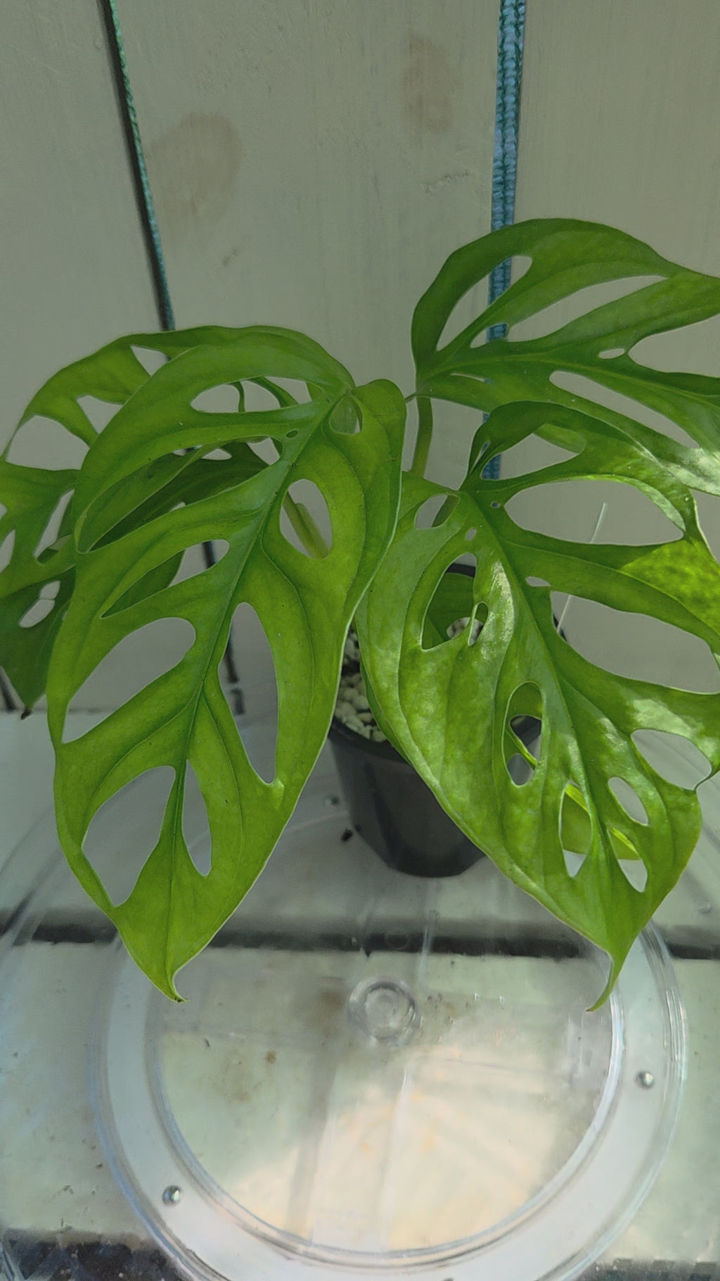 Monstera Adansonii Monkey Mask