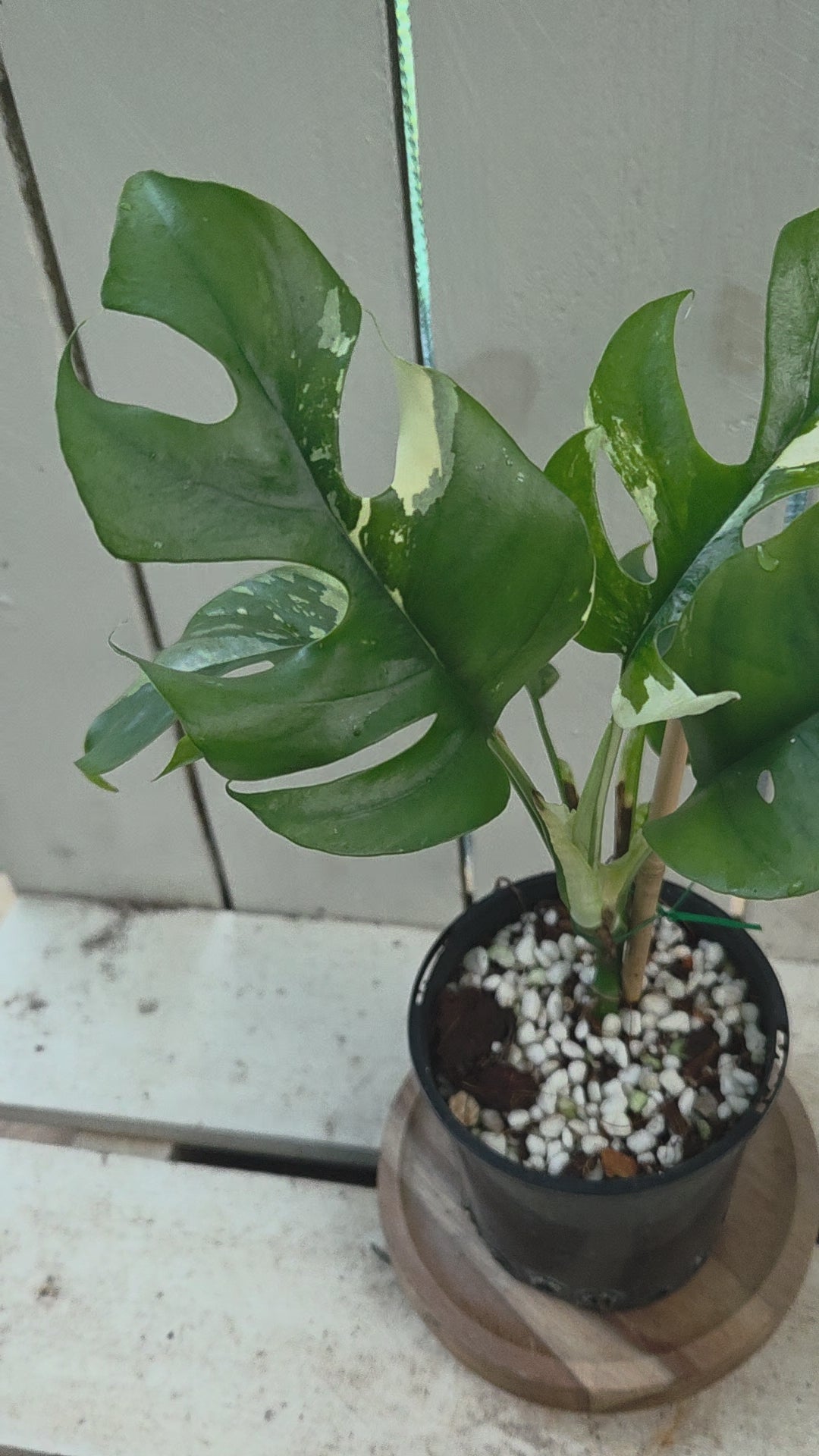 Rhaphidophora Tetrasperma Variegata aka Variegated Mini Monstera rare indoor plant