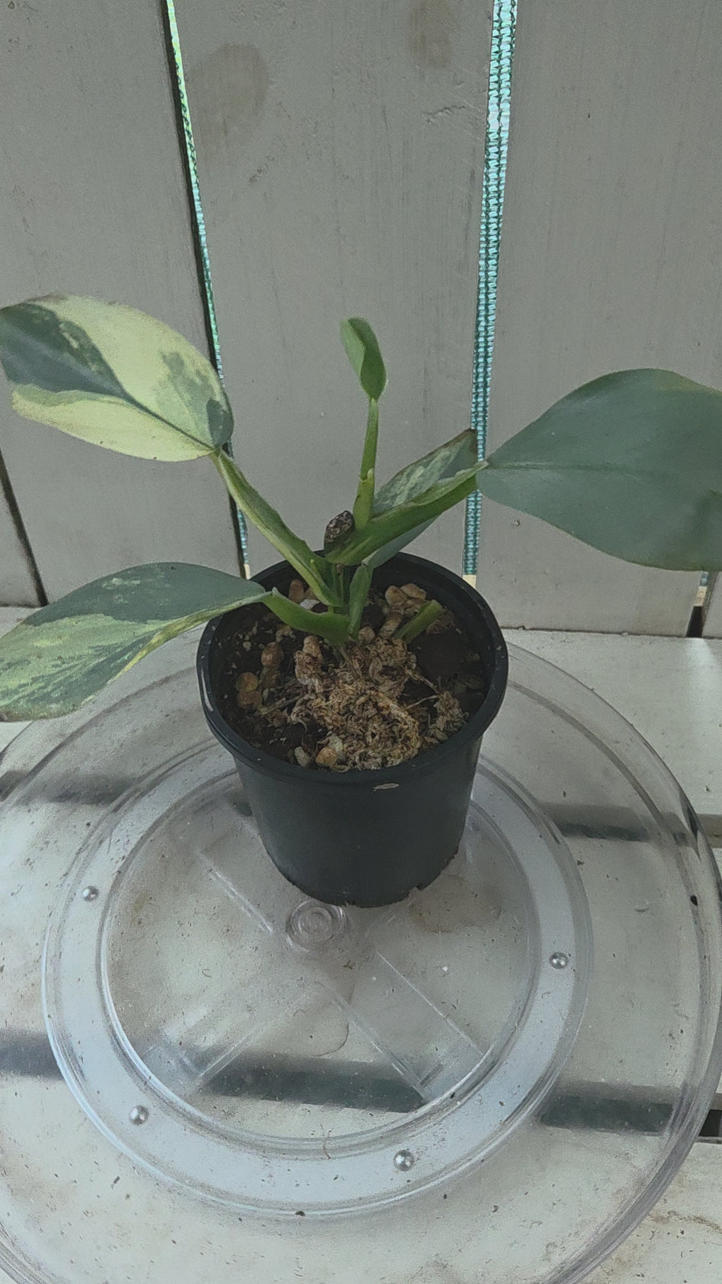 Variegated Philodendron Hastatum aka Silver Sword half moon rare indoor plant