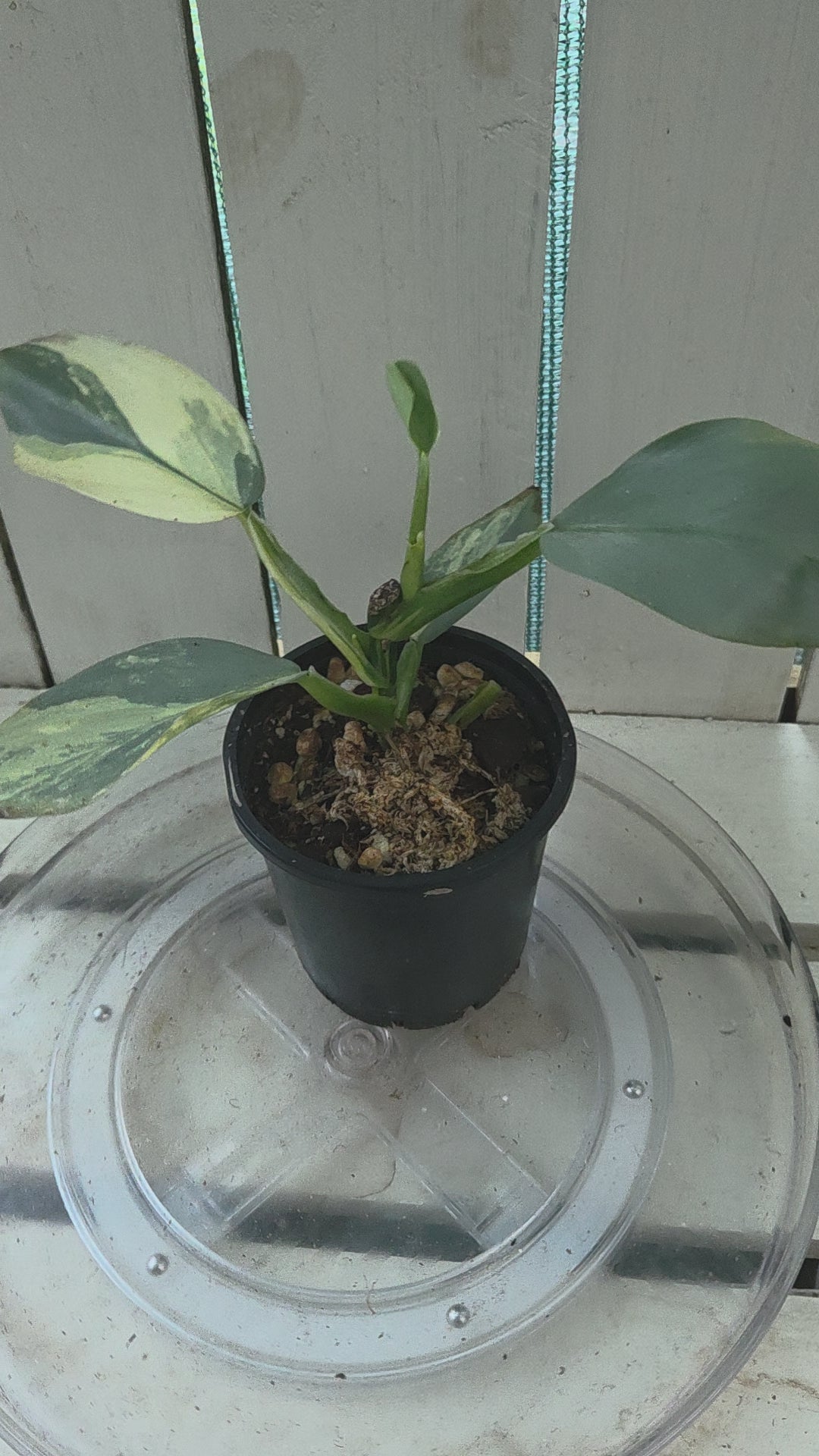 Variegated Philodendron Hastatum aka Silver Sword half moon rare indoor plant