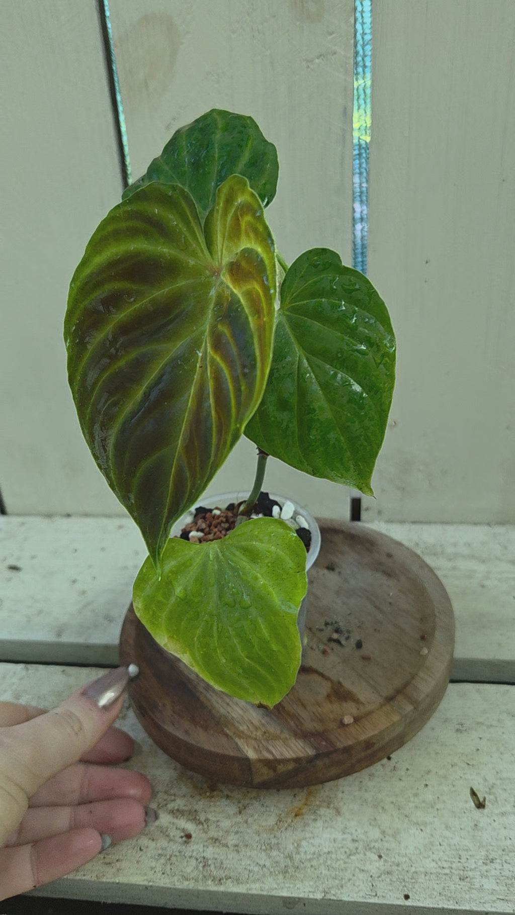 Philodendron Verracosum velvety leaf climbing aroid