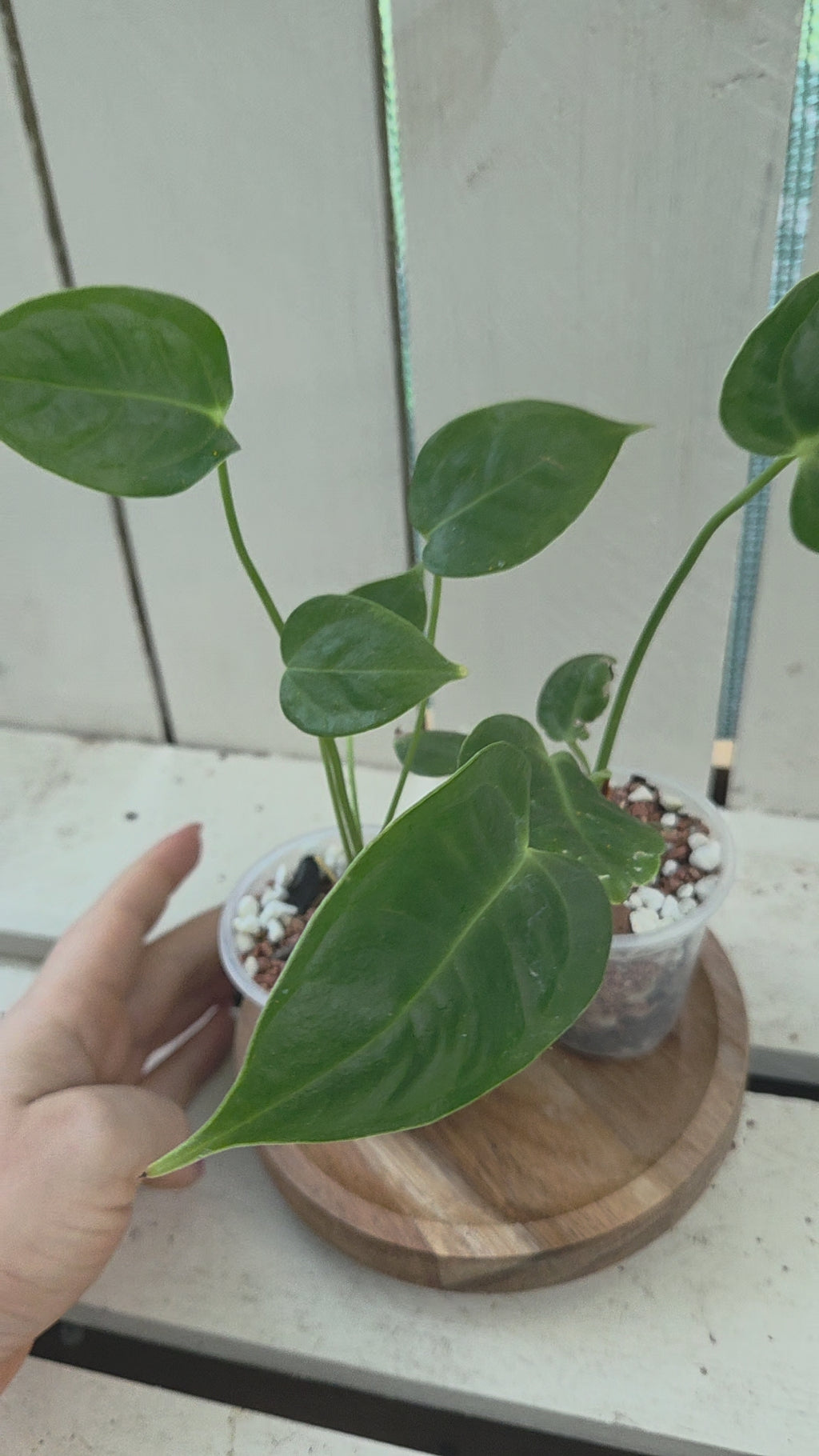 Anthurium Veitchii Narrow form baby plants