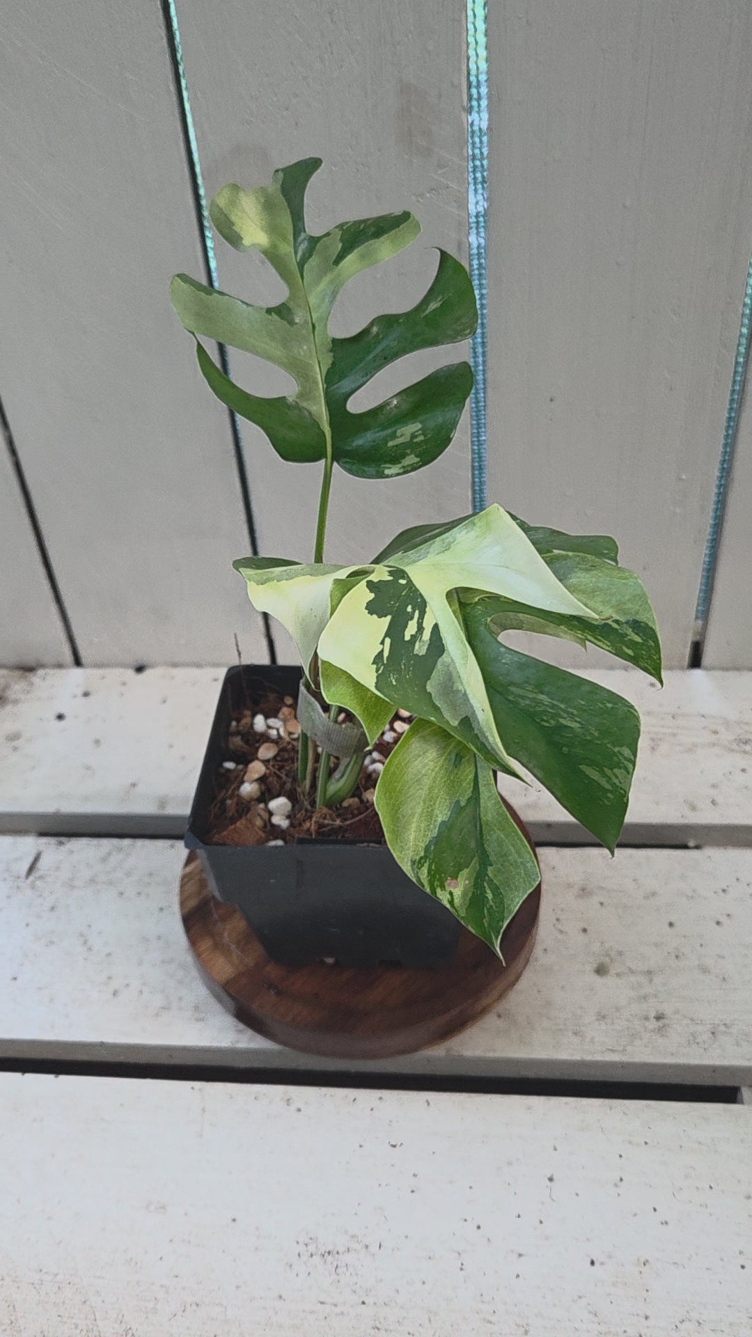 Rhaphidophora Tetrasperma Variegata aka Variegated mini Monstera rare indoor plant