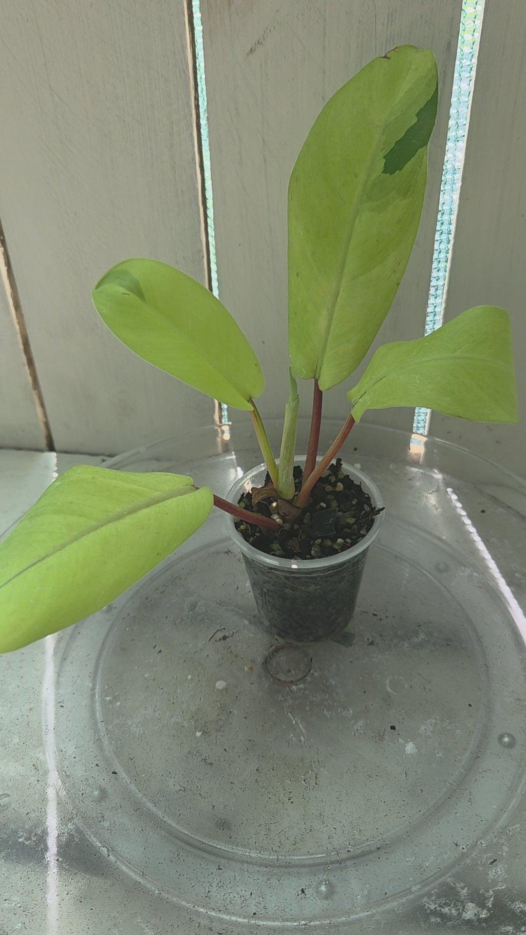 Philodendron Thai Beauty Baby Botanics