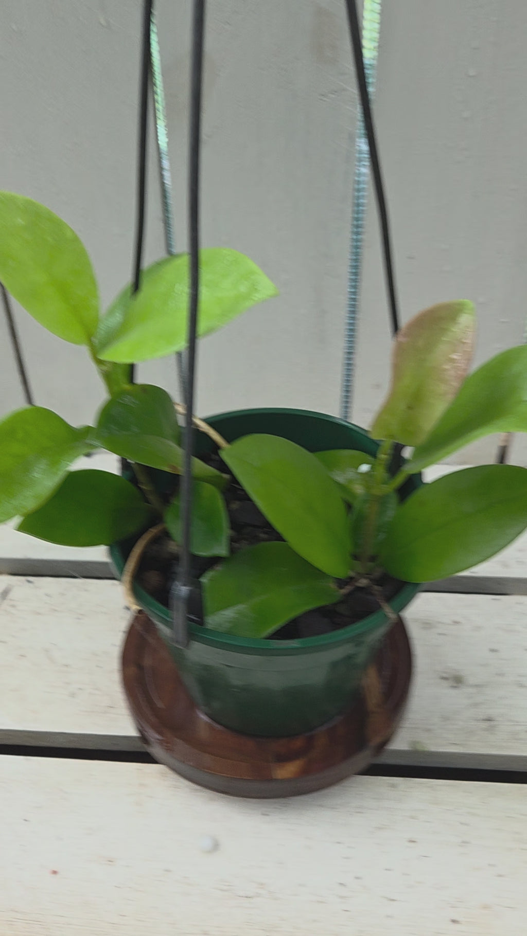Hoya Australis well established plant