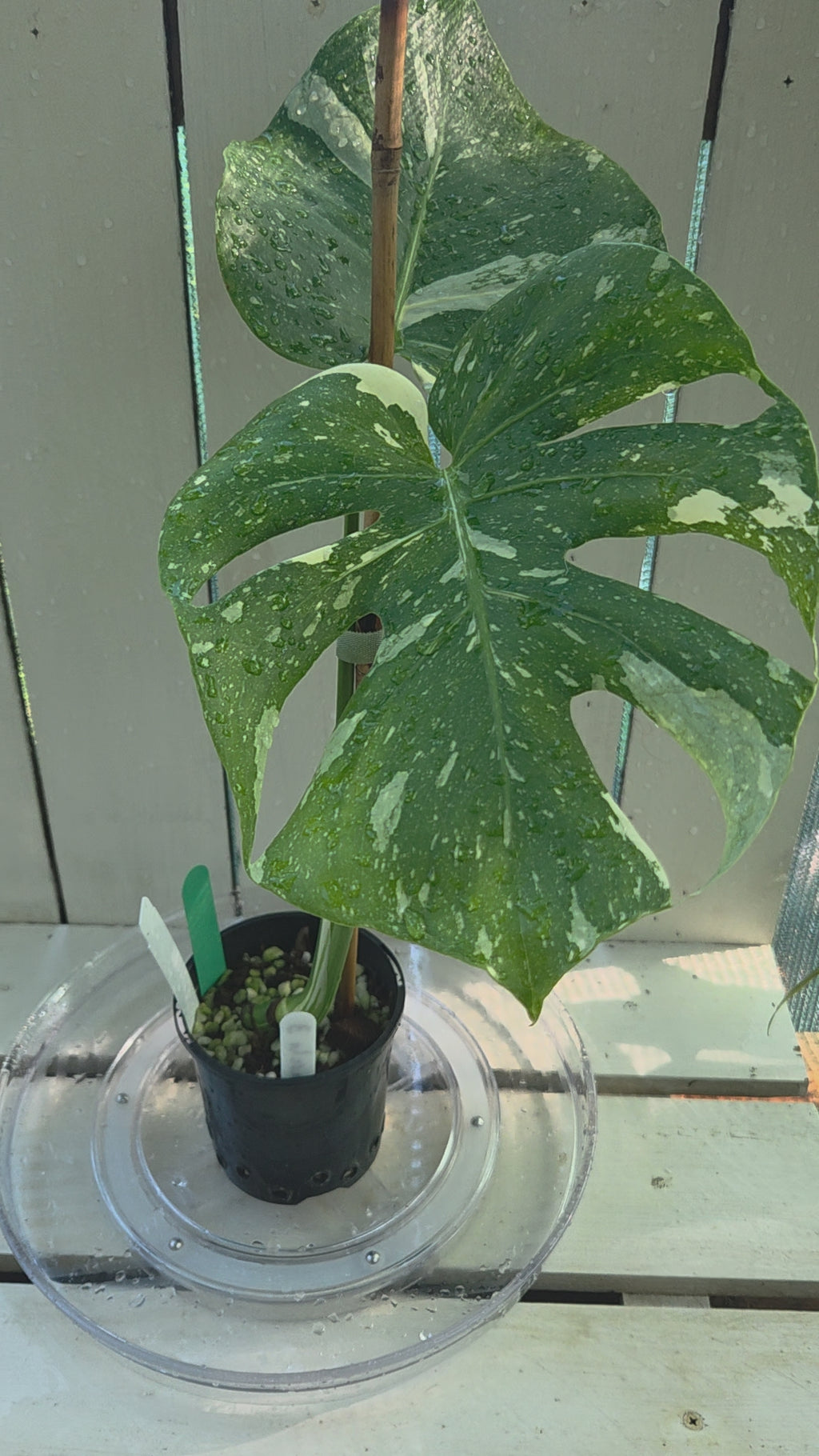 Monstera Thai Constellation