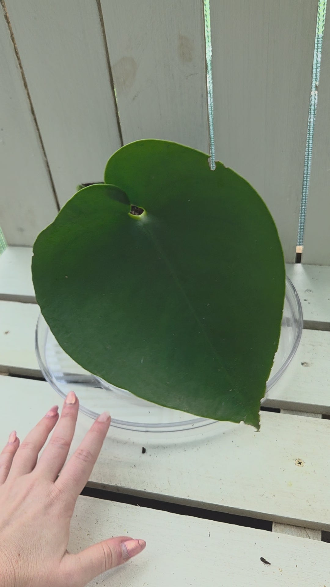 Amydrium Humile- Heart shaped creeping aroid