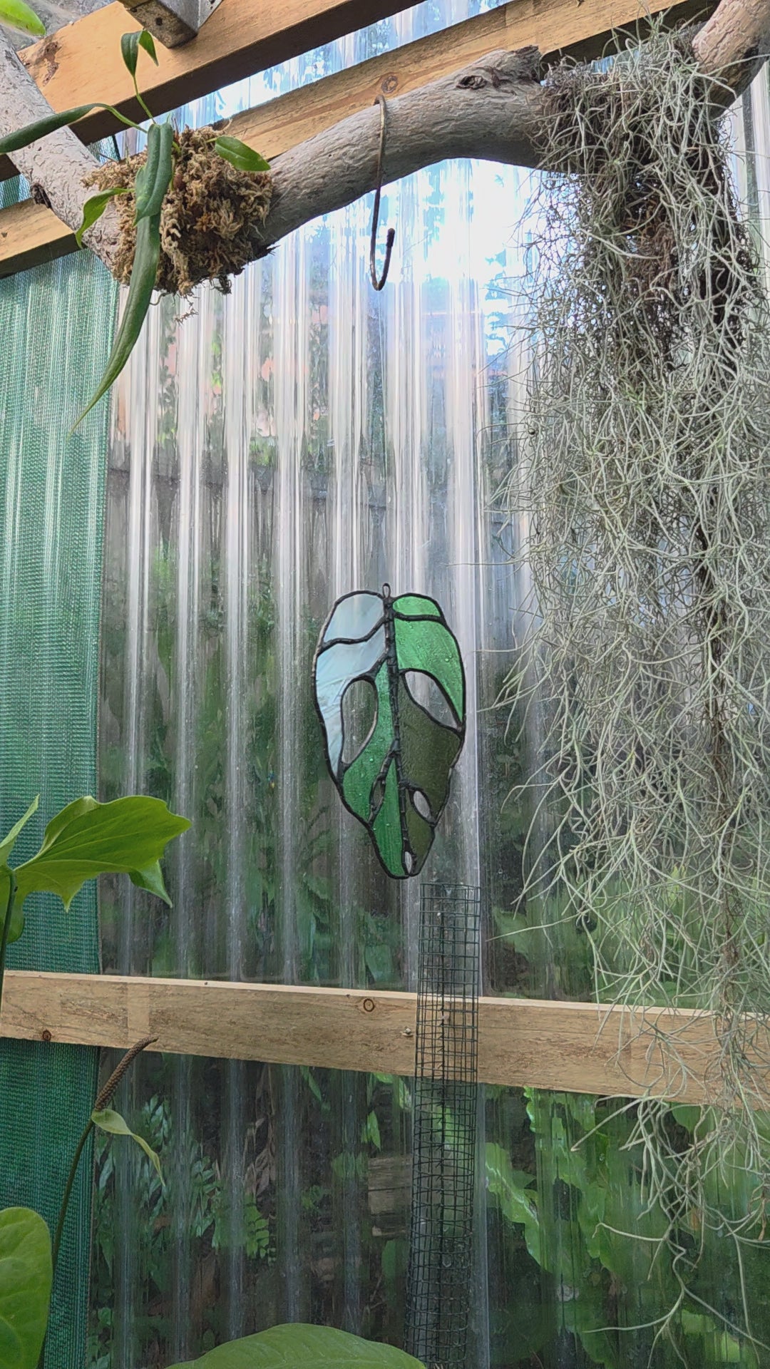 Leadlight / stained glass sun catcher Variegated Monstera adansonii leaf handcrafted one off piece