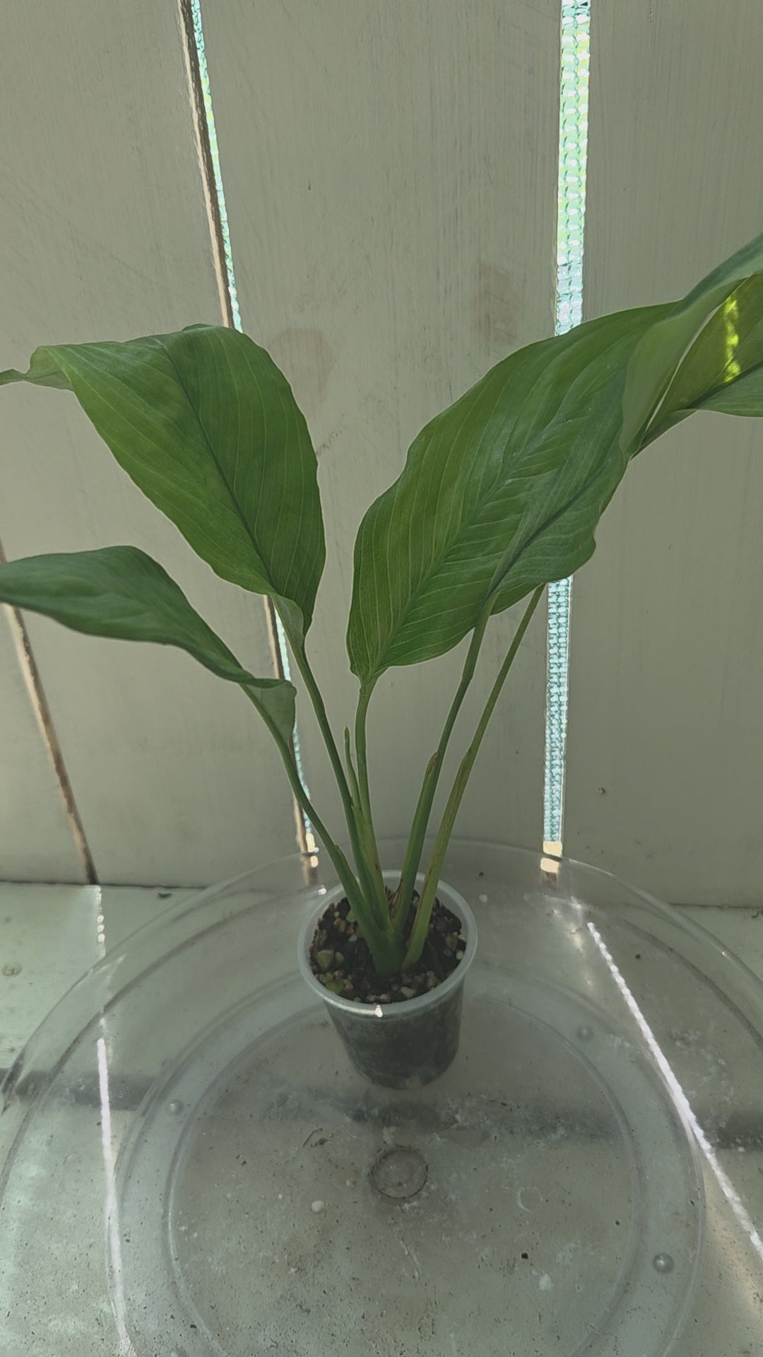Spathiphyllum Platinum Mist Baby Botanics