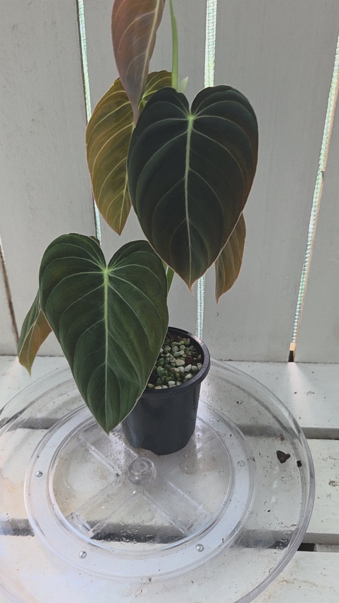 Philodendron Melanochrysum
