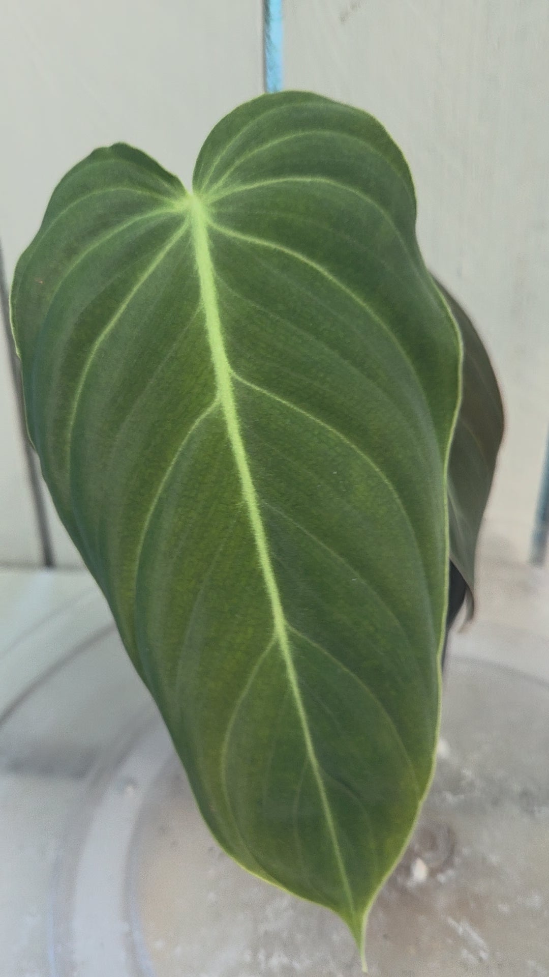 Philodendron Melanochrysum
