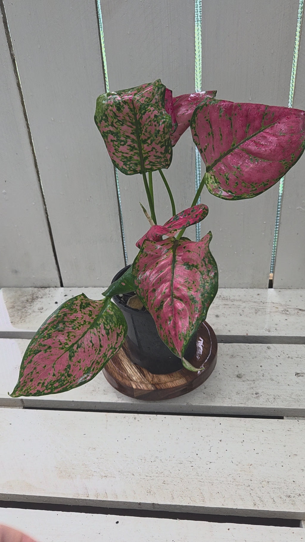 Aglonema Lady Valentine 💝