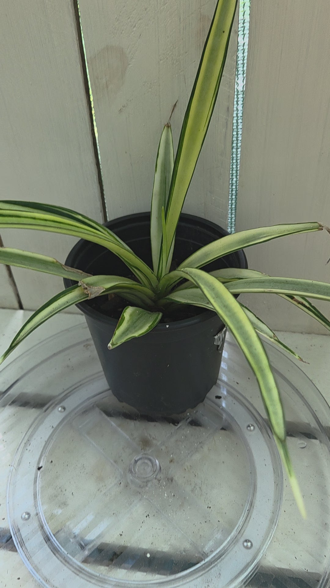 Dracena Parva Variegated