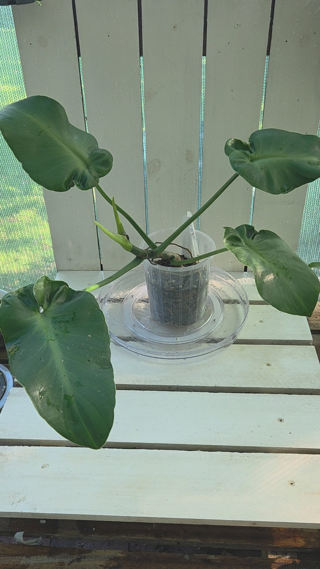 Philodendron Rugosum aberrant form aka Sow Ears