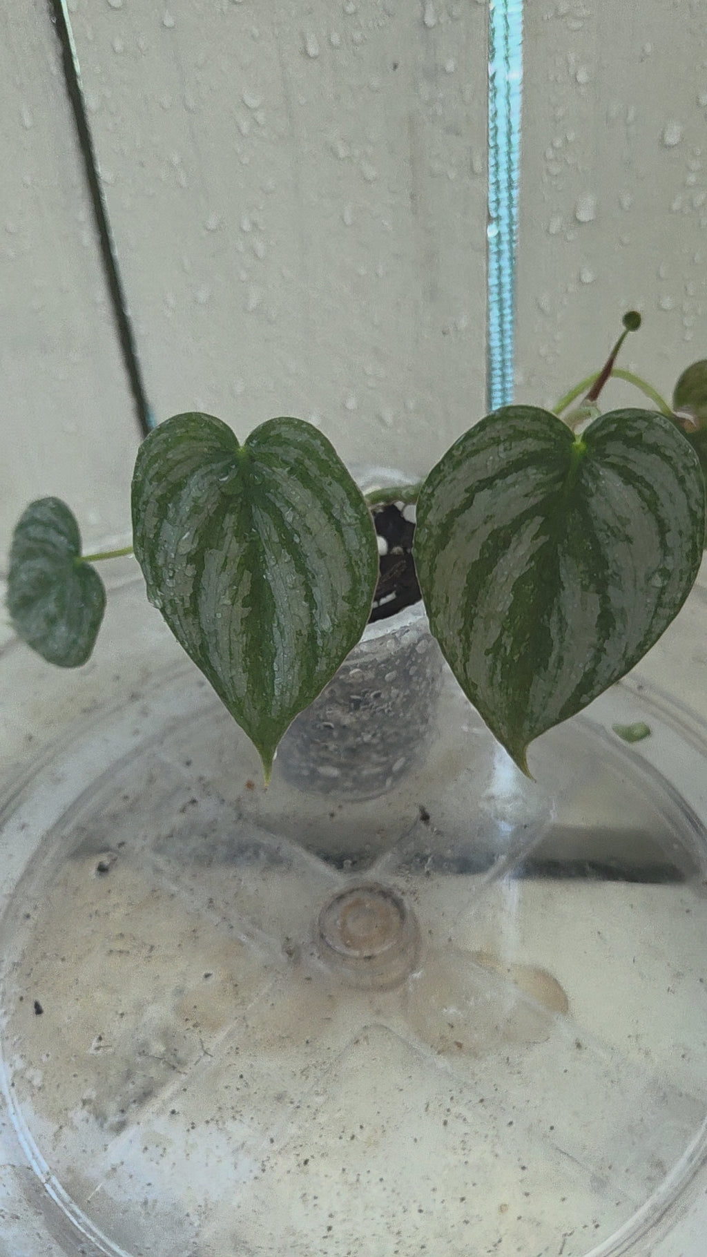 Philodendron Brandtianum Baby Botanics