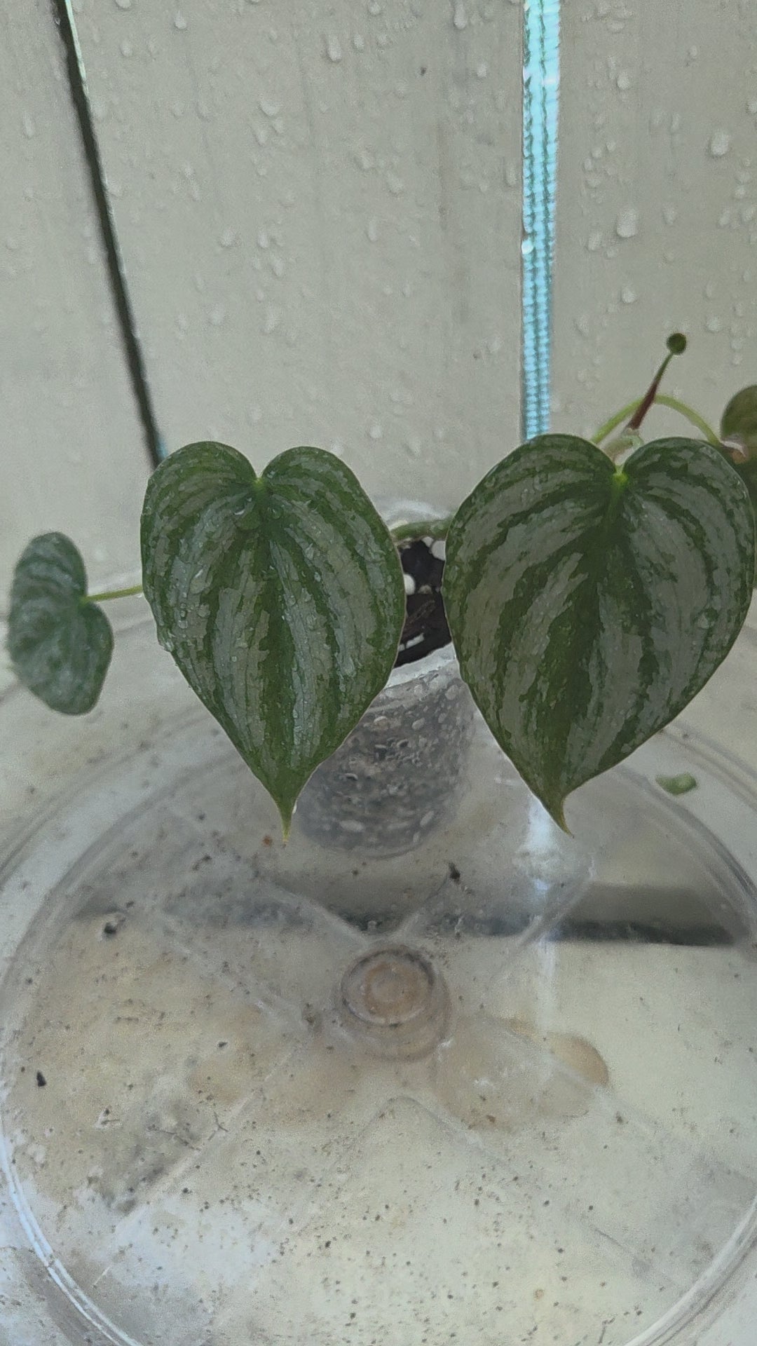 Philodendron Brandtianum Baby Botanics