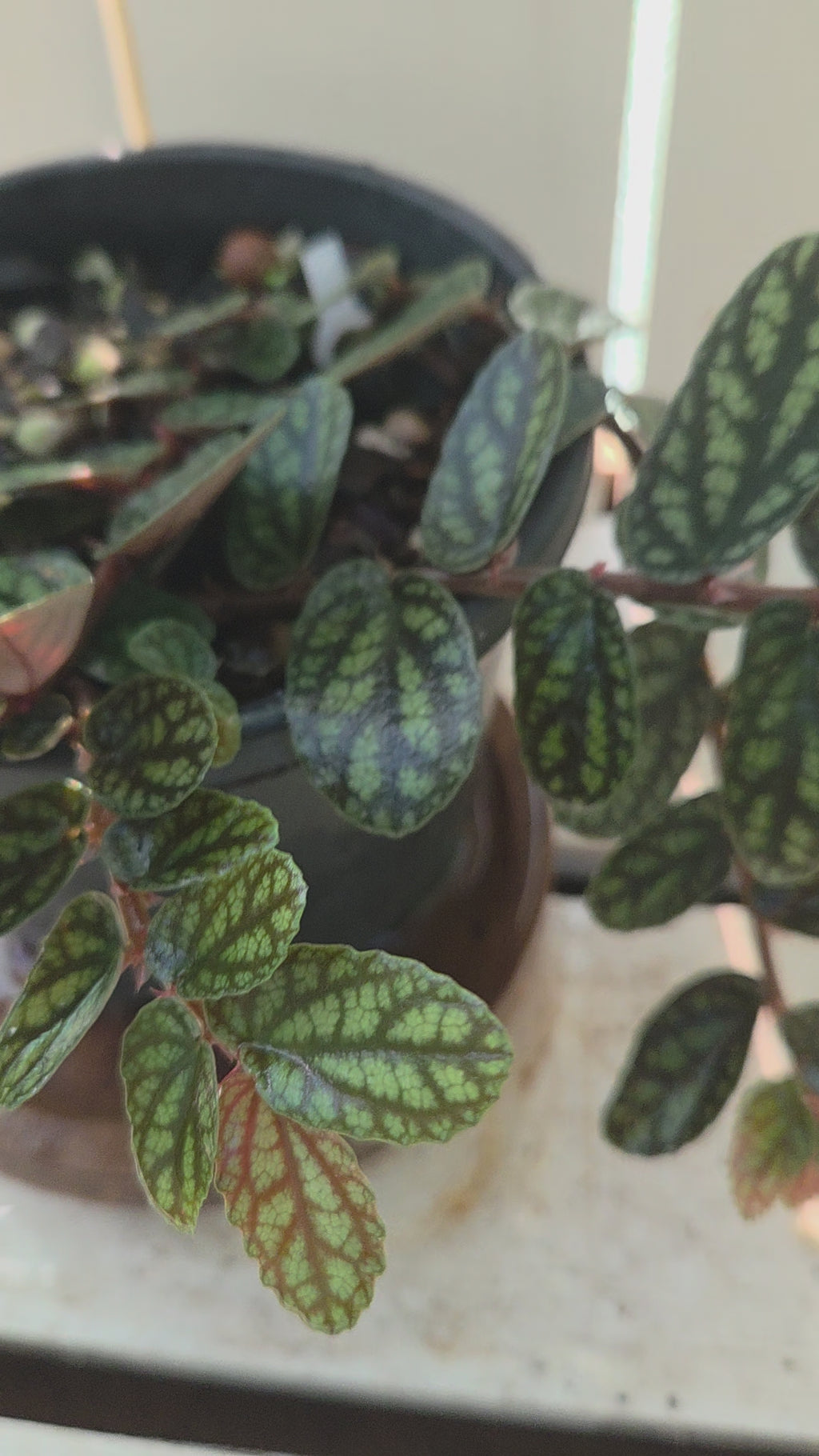 Watermelon Pellionia or Satin Pellionia terrarium plant