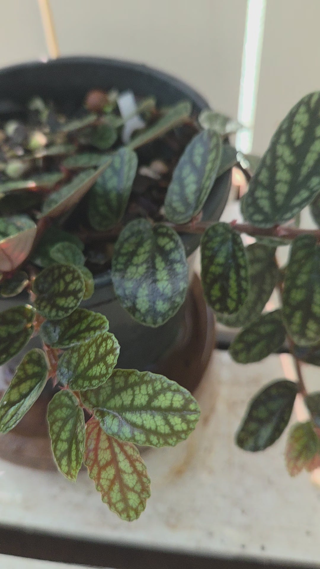 Watermelon Pellionia or Satin Pellionia terrarium plant