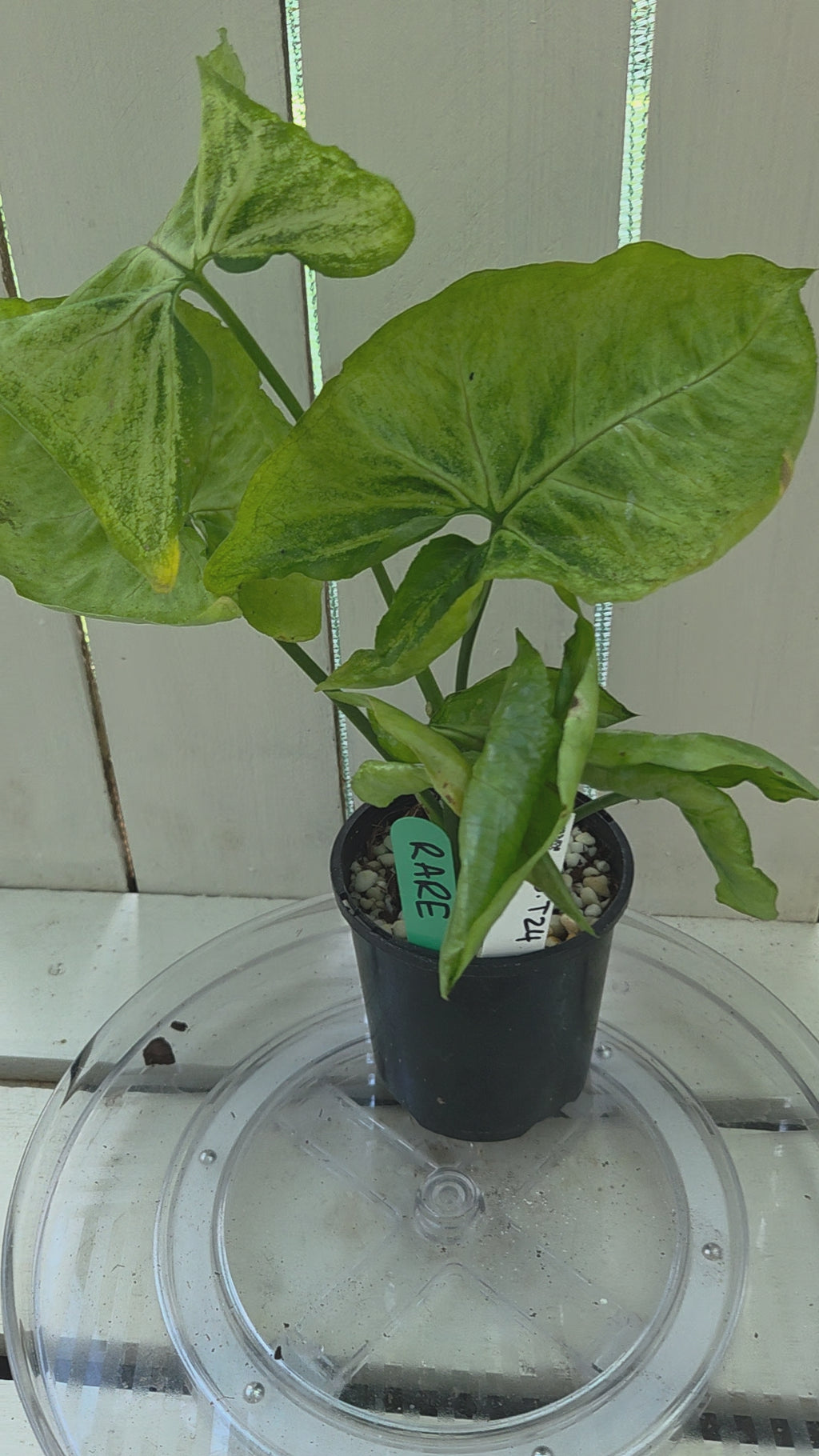 Syngonium T24