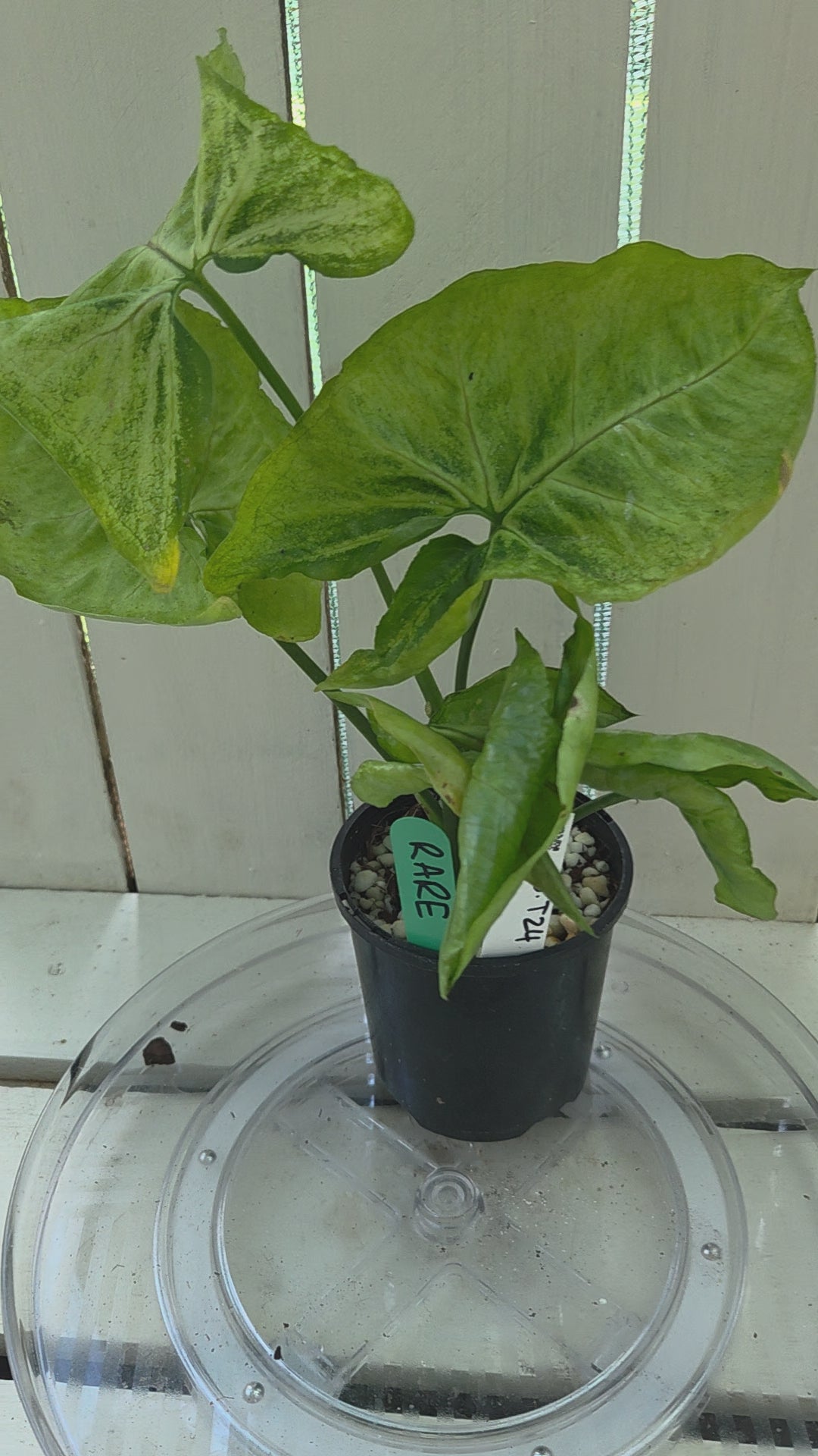 Syngonium T24