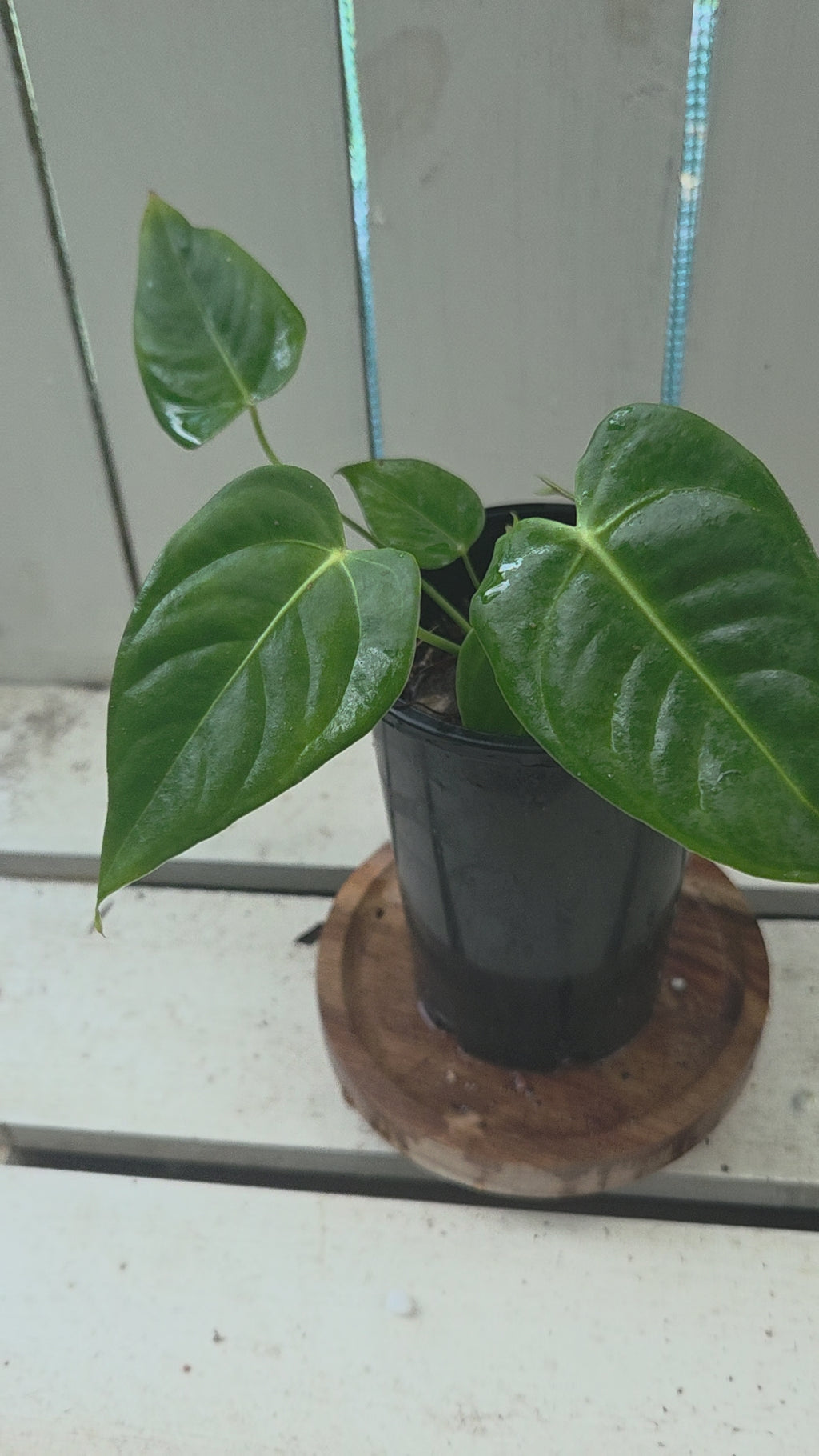 Anthurium Veitchii Narrow x NOID