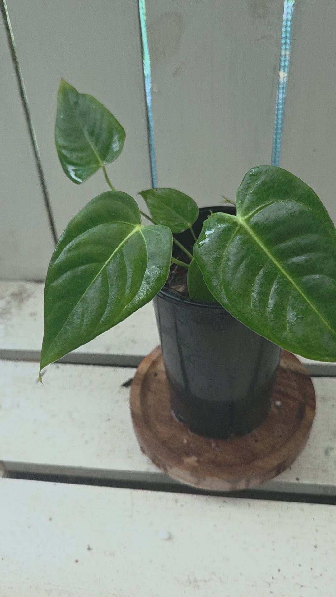 Anthurium Veitchii Narrow x NOID