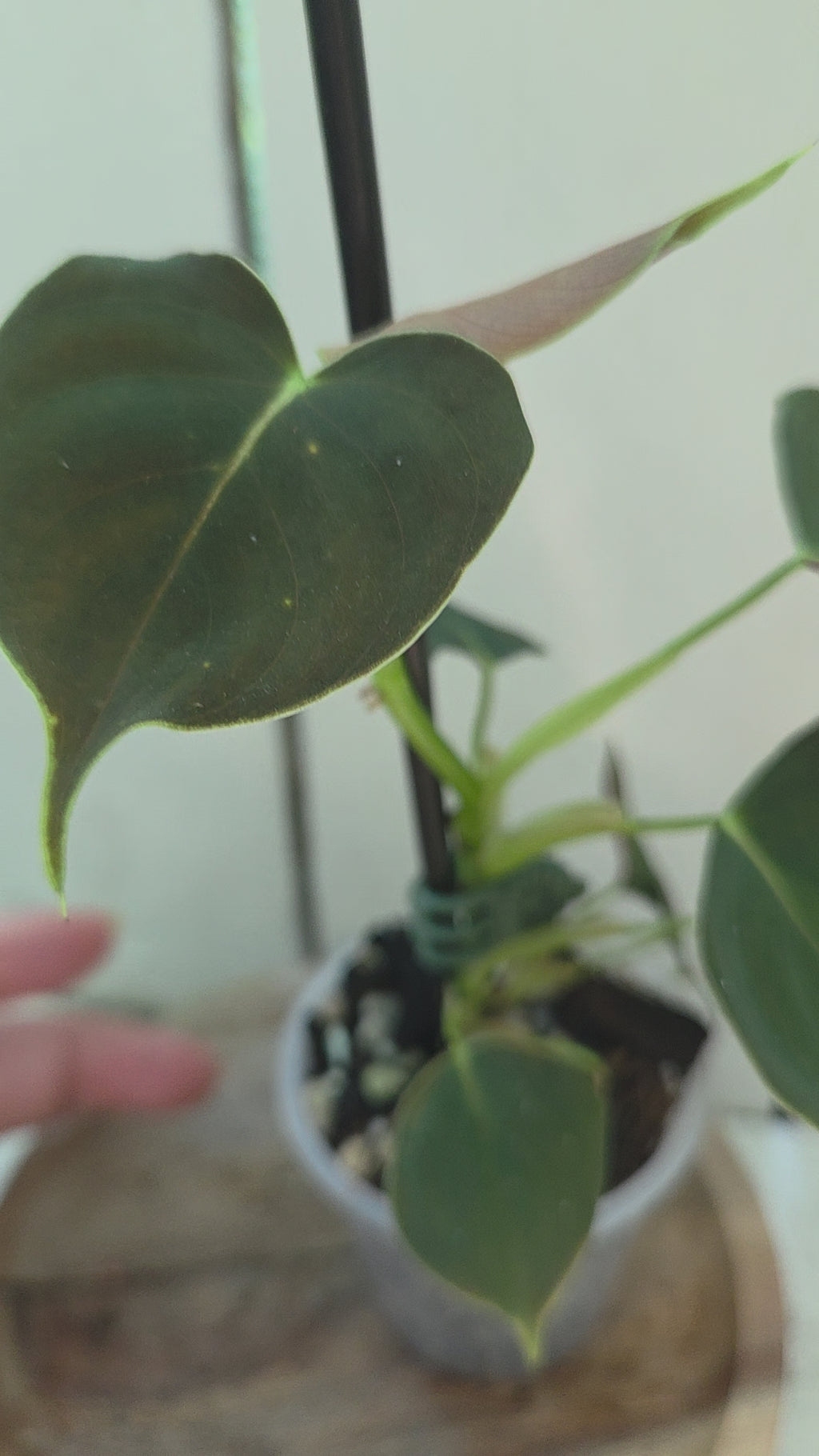 Philodendron Lupinum velvety heart shaped leaves
